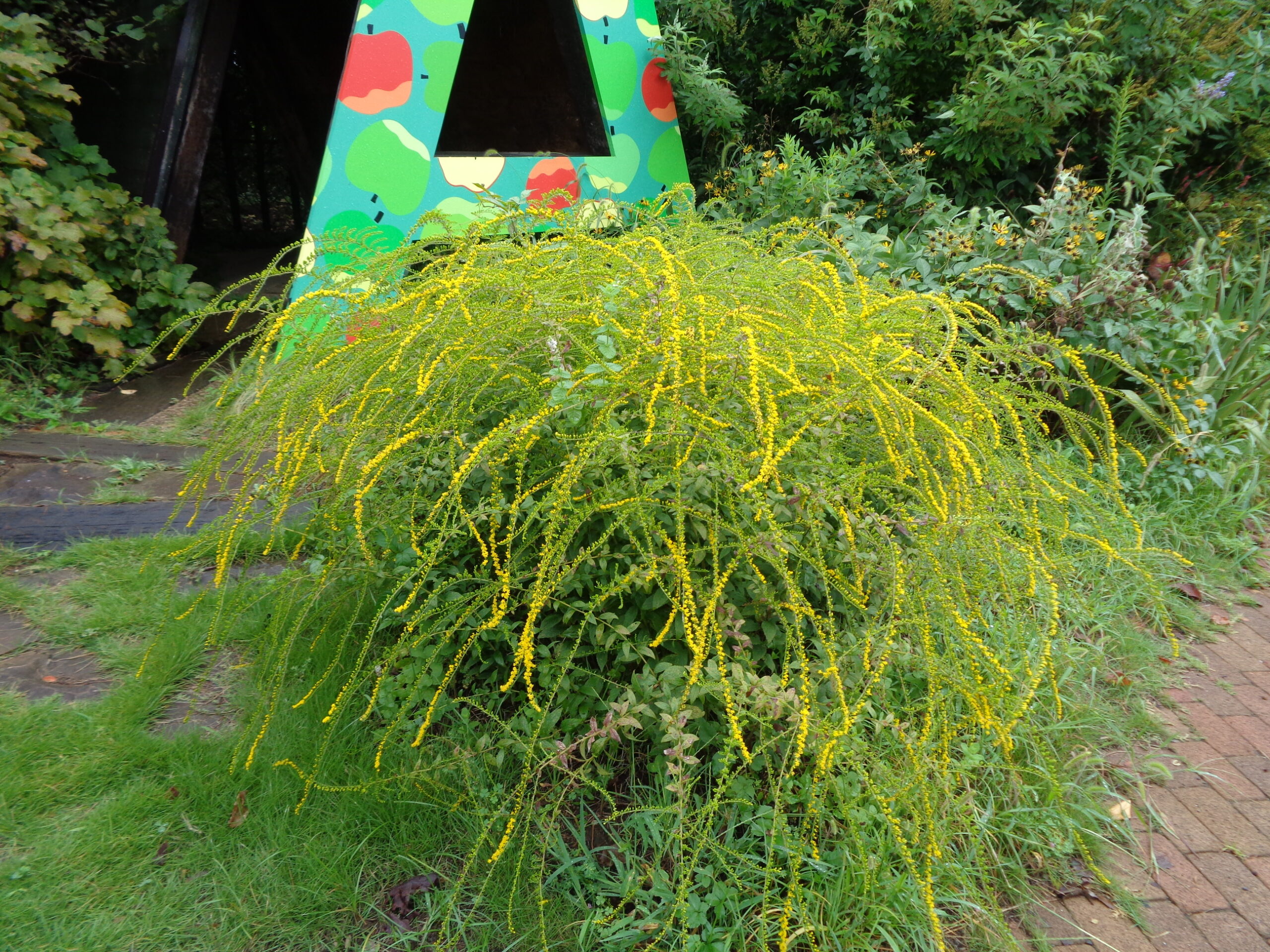 花火のようなソリダコとコムラサキシキブの実 - 神奈川県立花と緑のふれあいセンター 花菜ガーデン