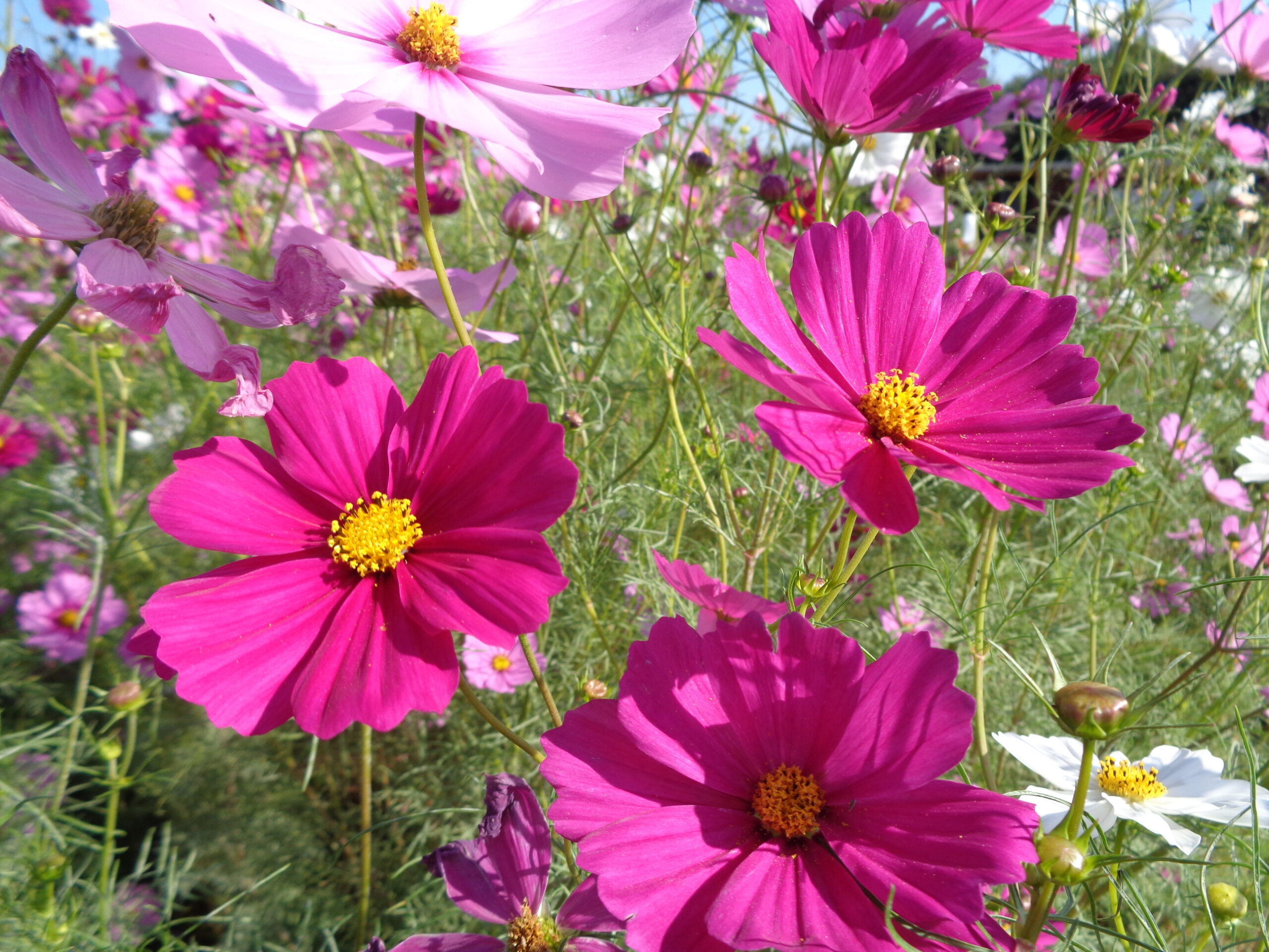 コスモス・サルビア・キンモクセイの本格始動です！ - 神奈川県立花と