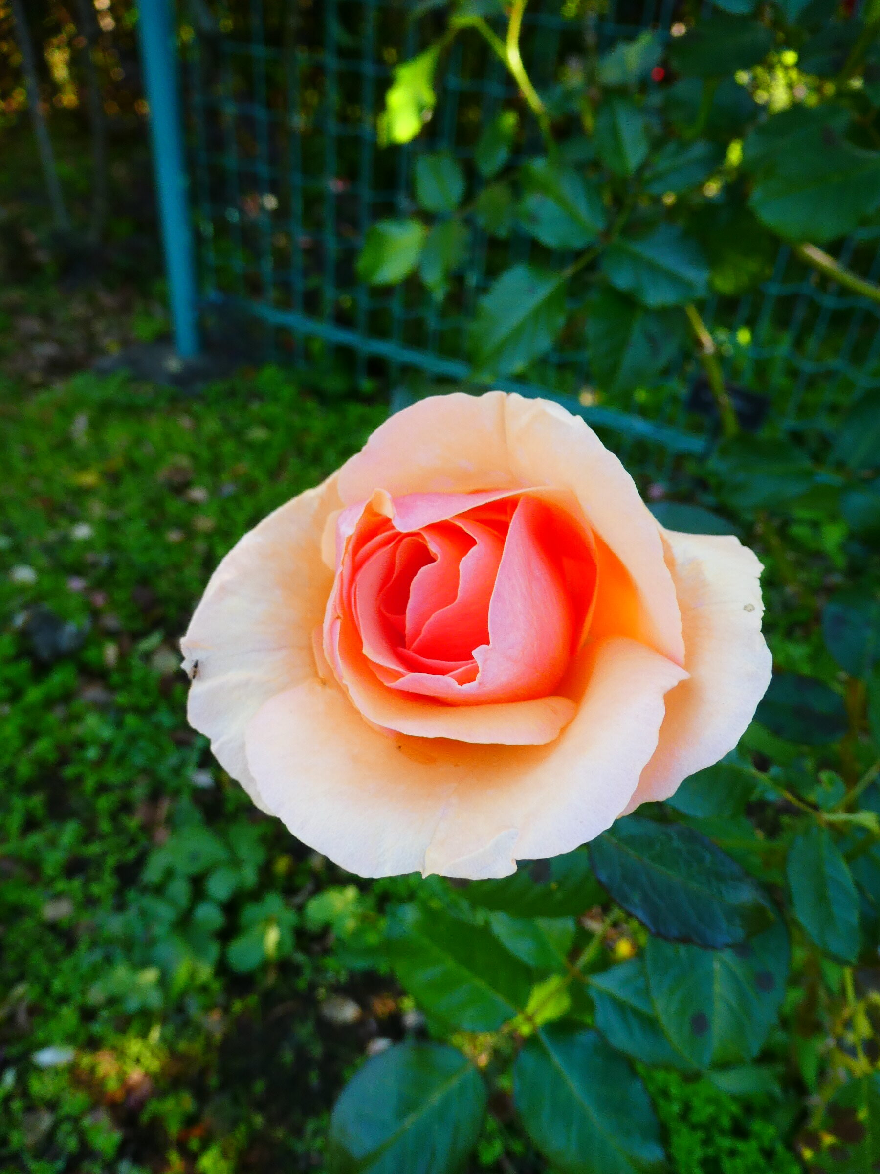 P1490829-rotated.jpg