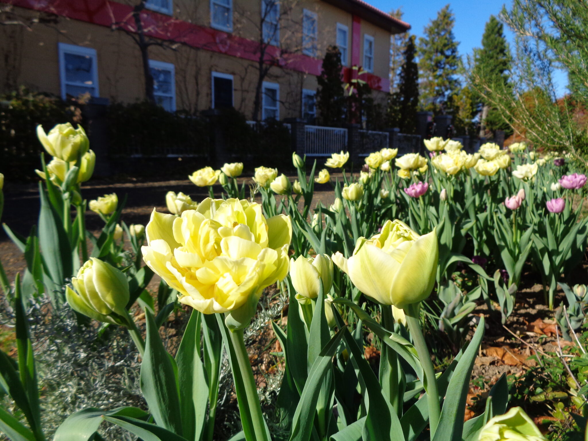 見ごろの植物 神奈川県立花と緑のふれあいセンター 花菜ガーデン