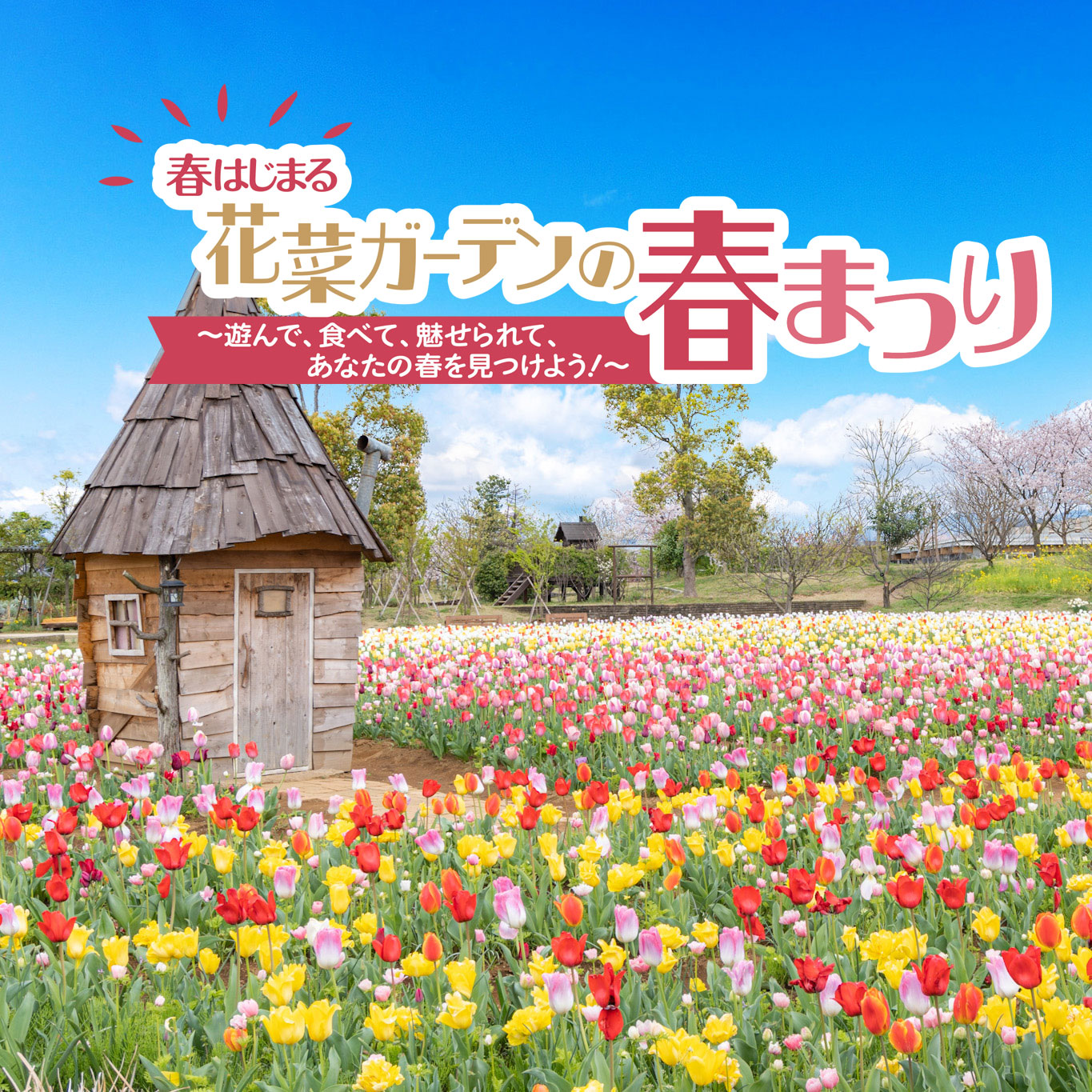 春はじまる 花菜ガーデンの春まつり2025 - 神奈川県立花と緑のふれあい