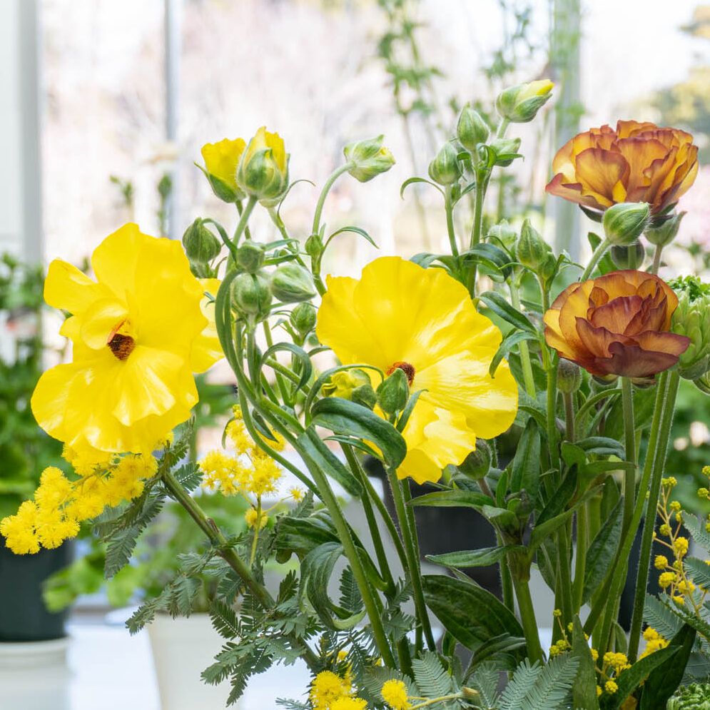 きんぽうげ 大好き！キンポウゲ科の植物たち - 神奈川県立花と緑のふれあい