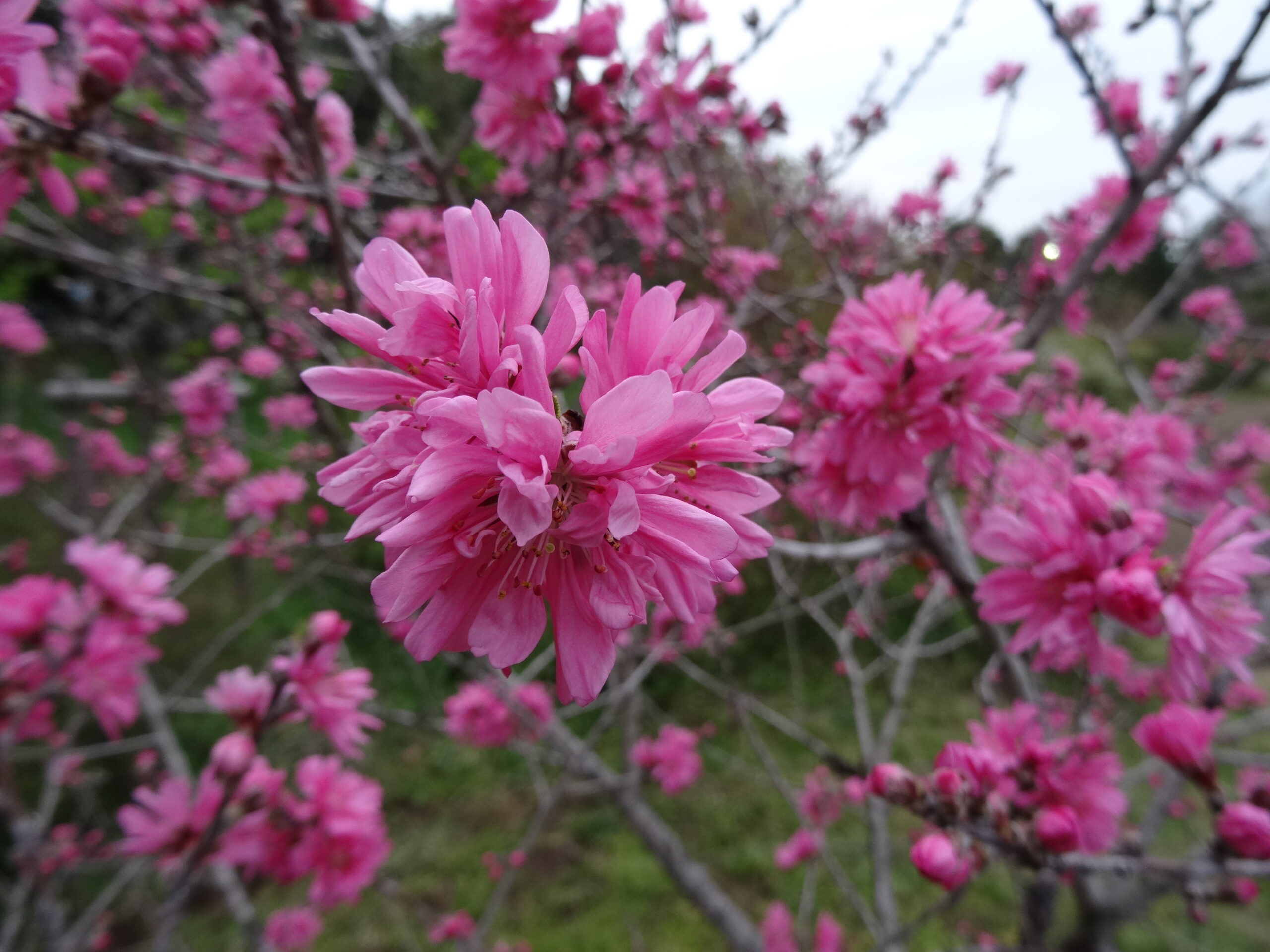 桜🌸桃🍑チューリップ🌷が花盛りです - 神奈川県立花と緑のふれあい