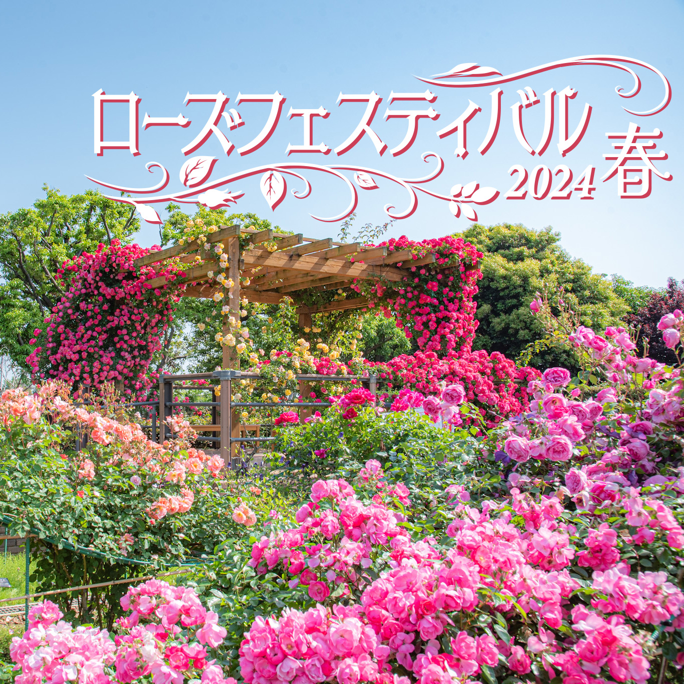 菜の花 ローズフェスティバル2024～春～ - 神奈川県立花と緑のふれあい