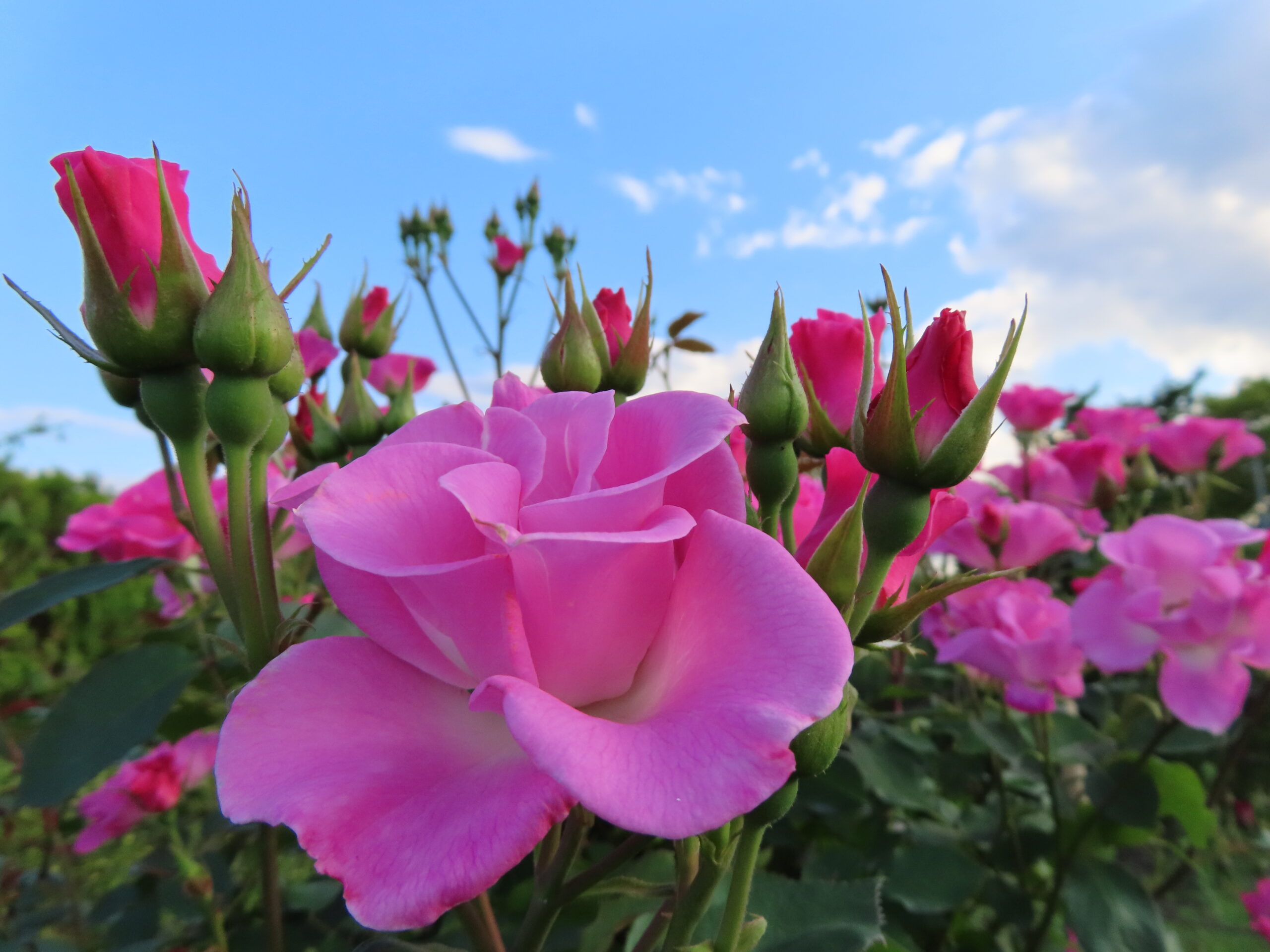 バラと宿根草・エゴノキ・トチノキの開花です - 神奈川県立花と緑の