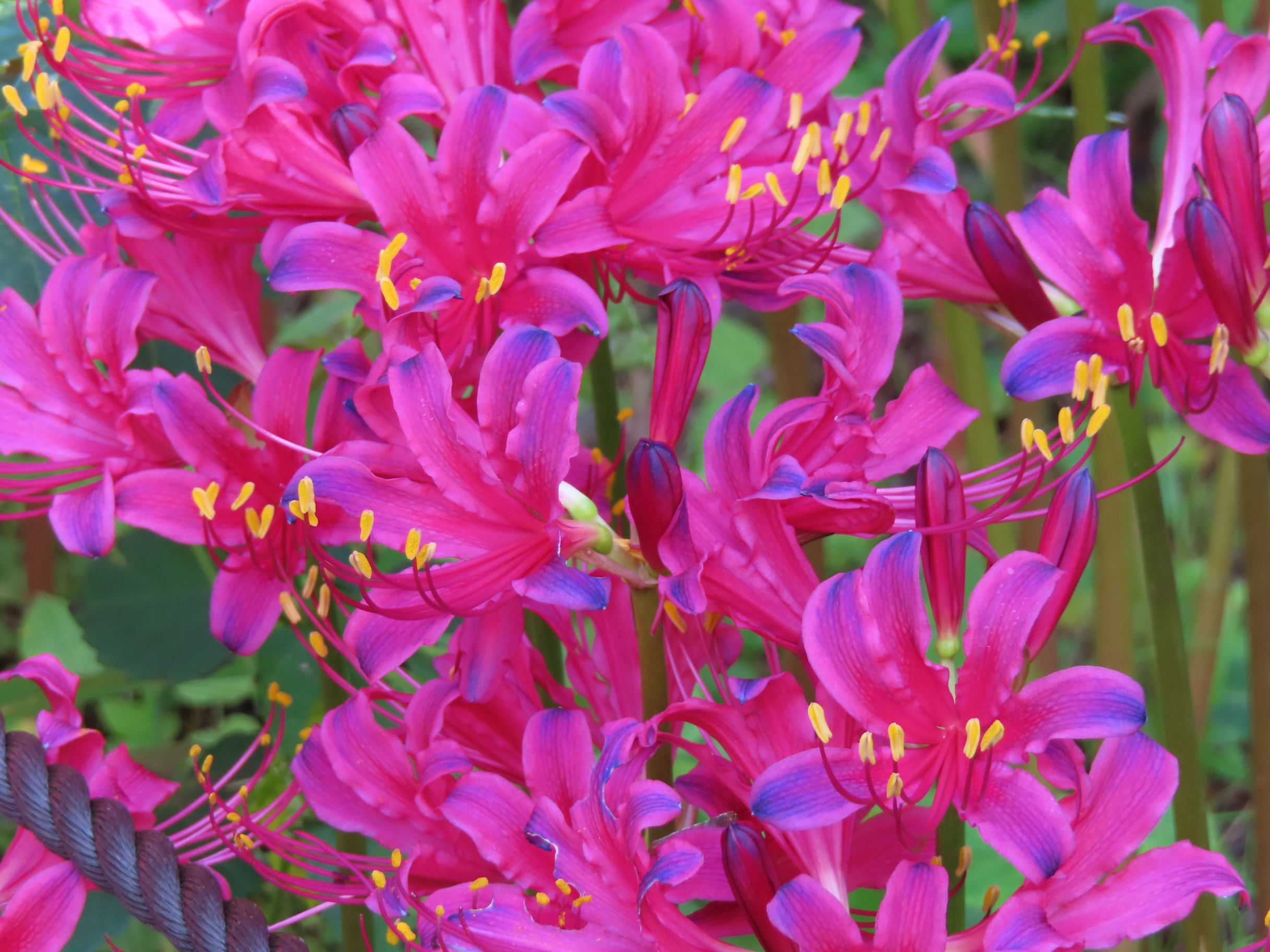 リコリスとクレマチス・テルニフロラの開花です - 神奈川県立花と緑の