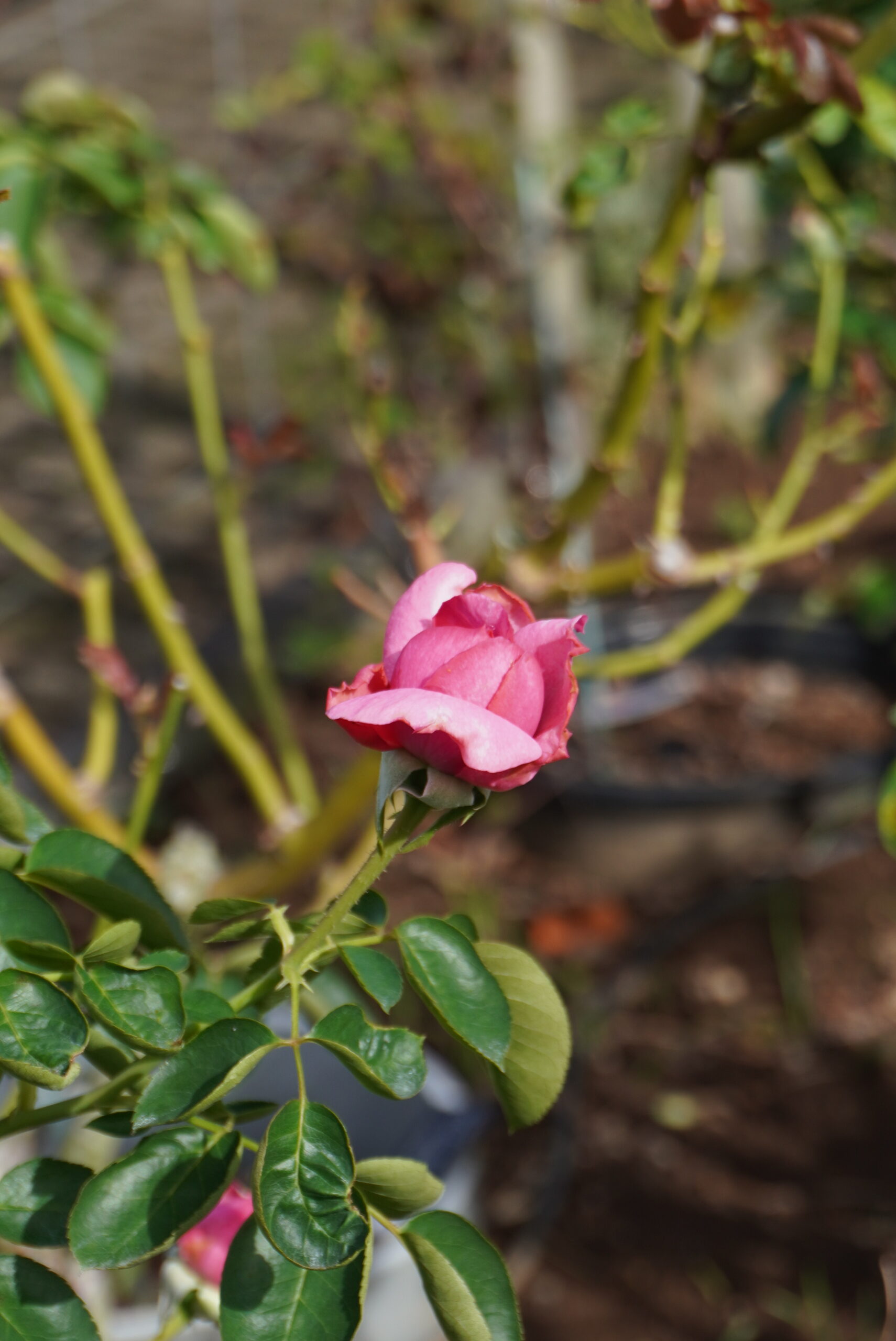 秋バラの様子 - 神奈川県立花と緑のふれあいセンター 花菜ガーデン