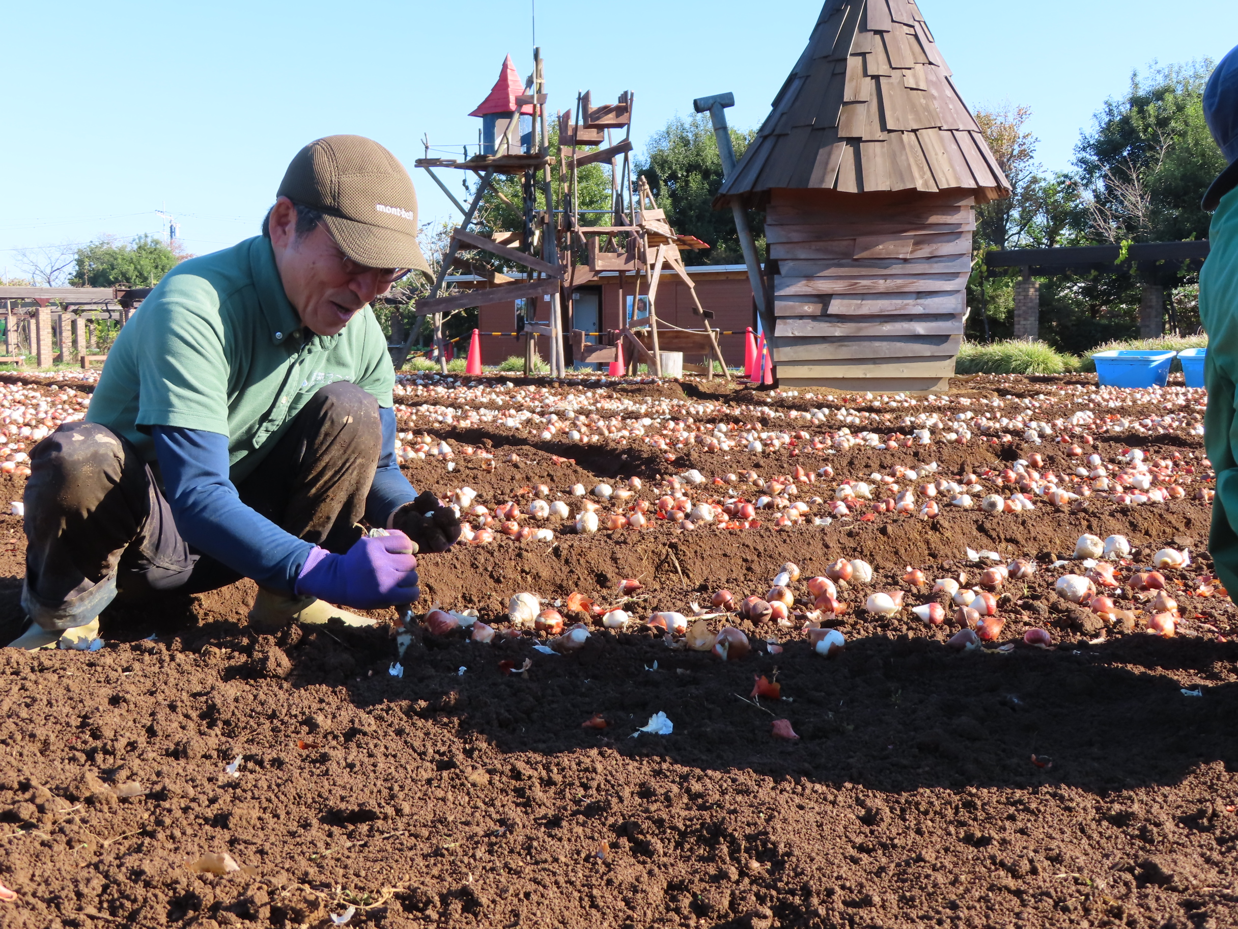 春咲き球根の植え付けとアイスチューリップ🌷と紅葉🍂 - 神奈川
