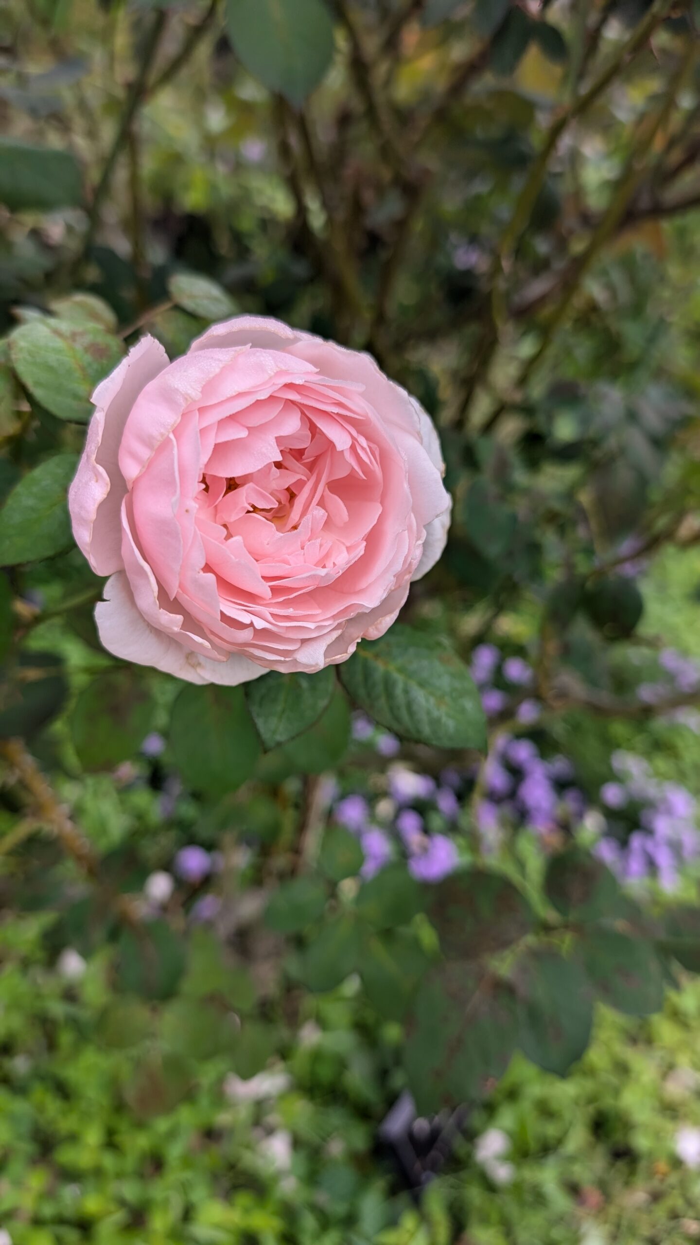 色濃く、香り豊かなバラが楽しめます - 神奈川県立花と緑のふれあい