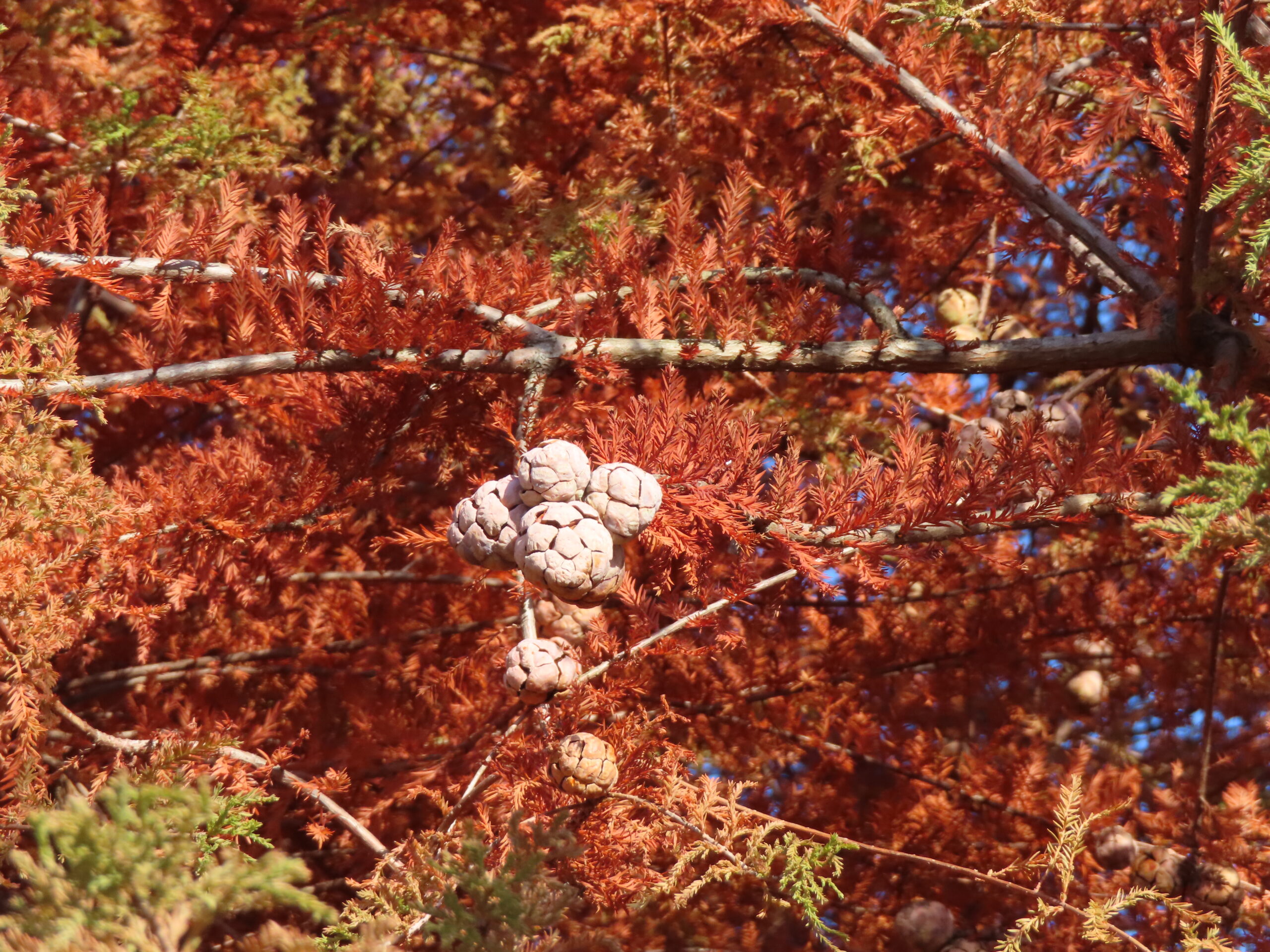 冬を彩る木の実と綿毛とアイスチューリップ🌷 - 神奈川県立花と緑の