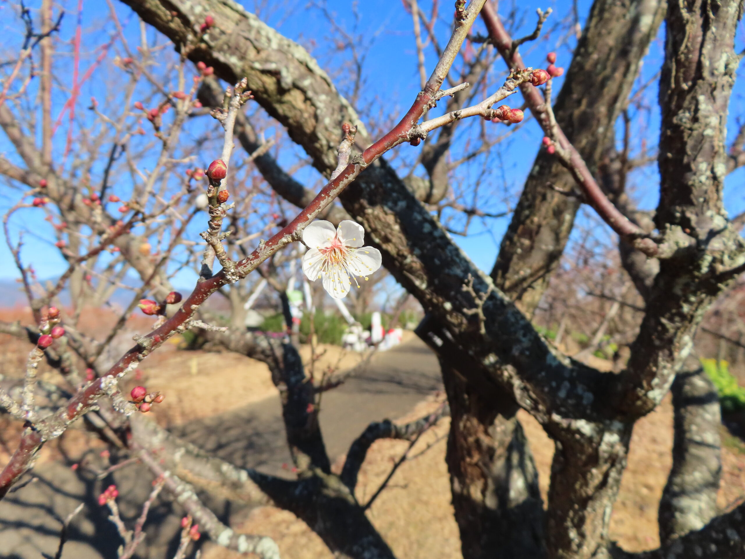 梅》《マンサク》《菜の花》の咲き始めです - 神奈川県立花と緑の