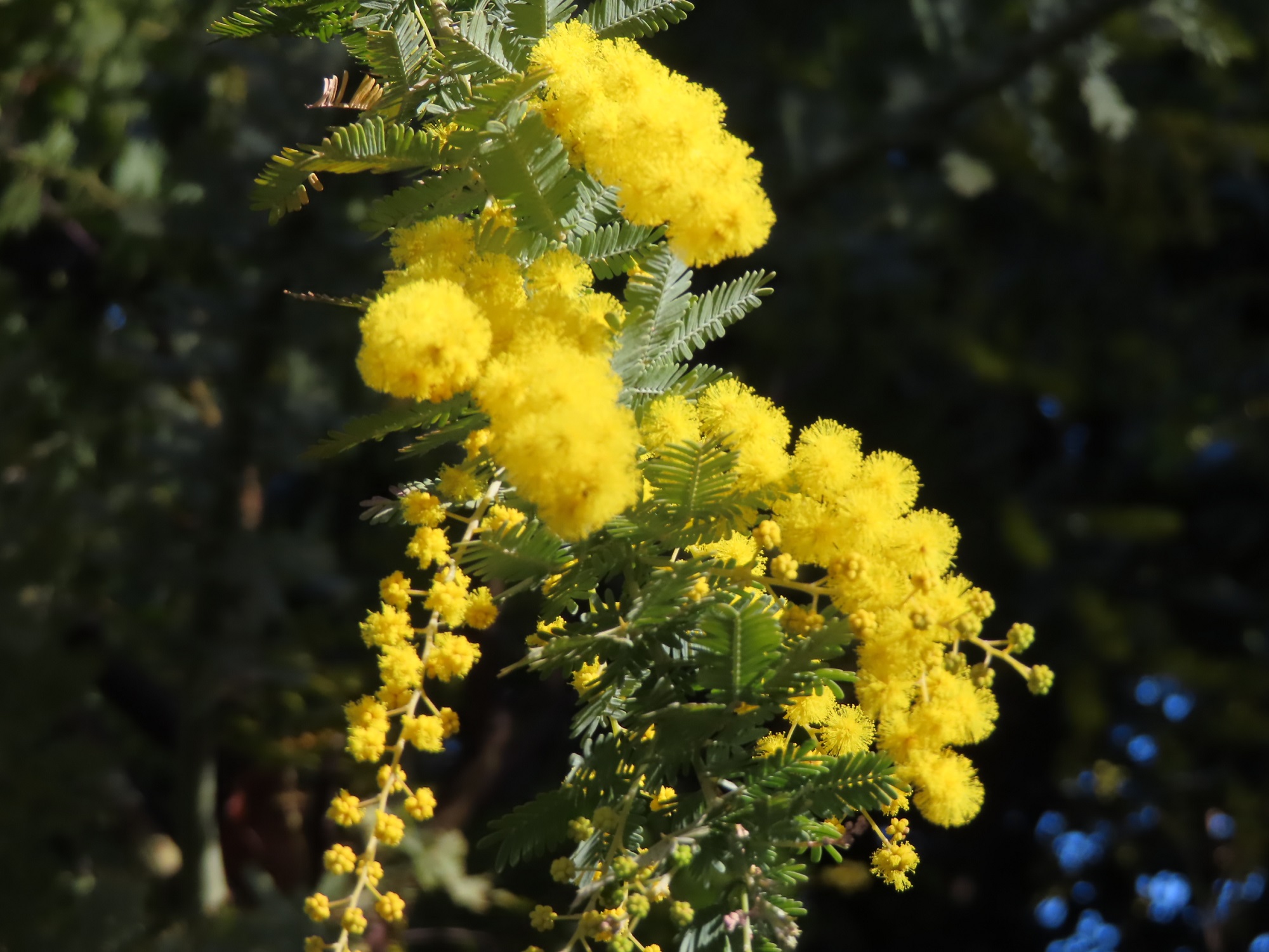 菜の花・梅と河津桜🌸ミモザ・クリスマスローズが咲いています