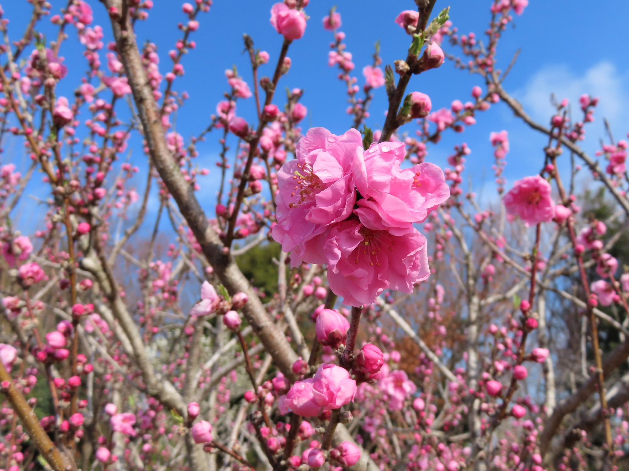 ハナモモ】'矢口' '寒緋' '寒白'が咲き始めました！ - 神奈川県立花と