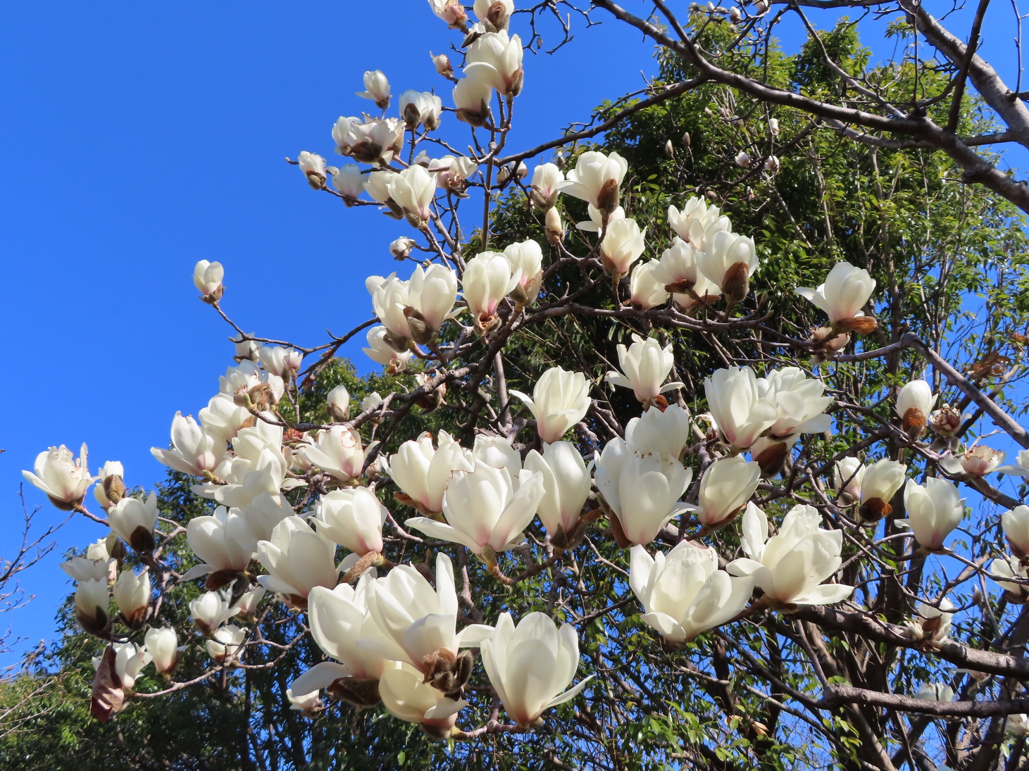 雪柳・白木蓮・花桃・美人梅と春咲き球根の開花！ - 神奈川県立花と緑