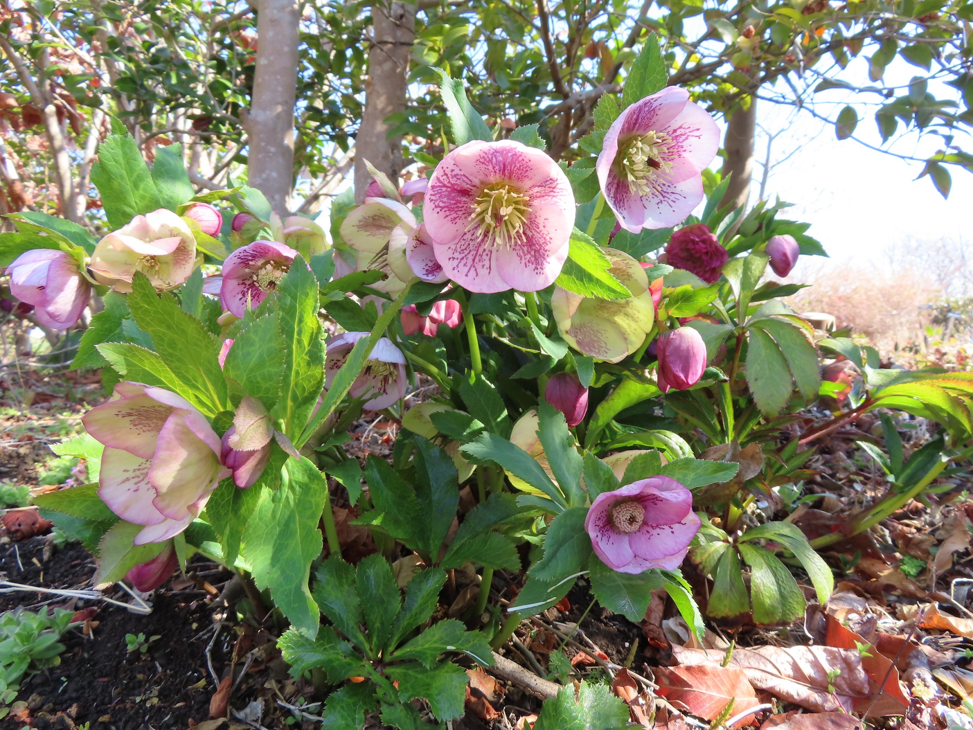 クリスマスローズ展(8日の展示品販売会について追記あり) - 神奈川県立