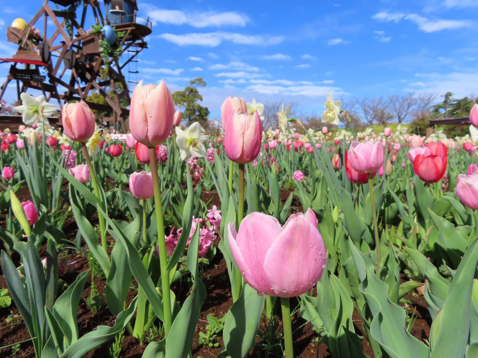 チューリップ🌷・マグノリア・花桃・サクラ🌸など春花開花中