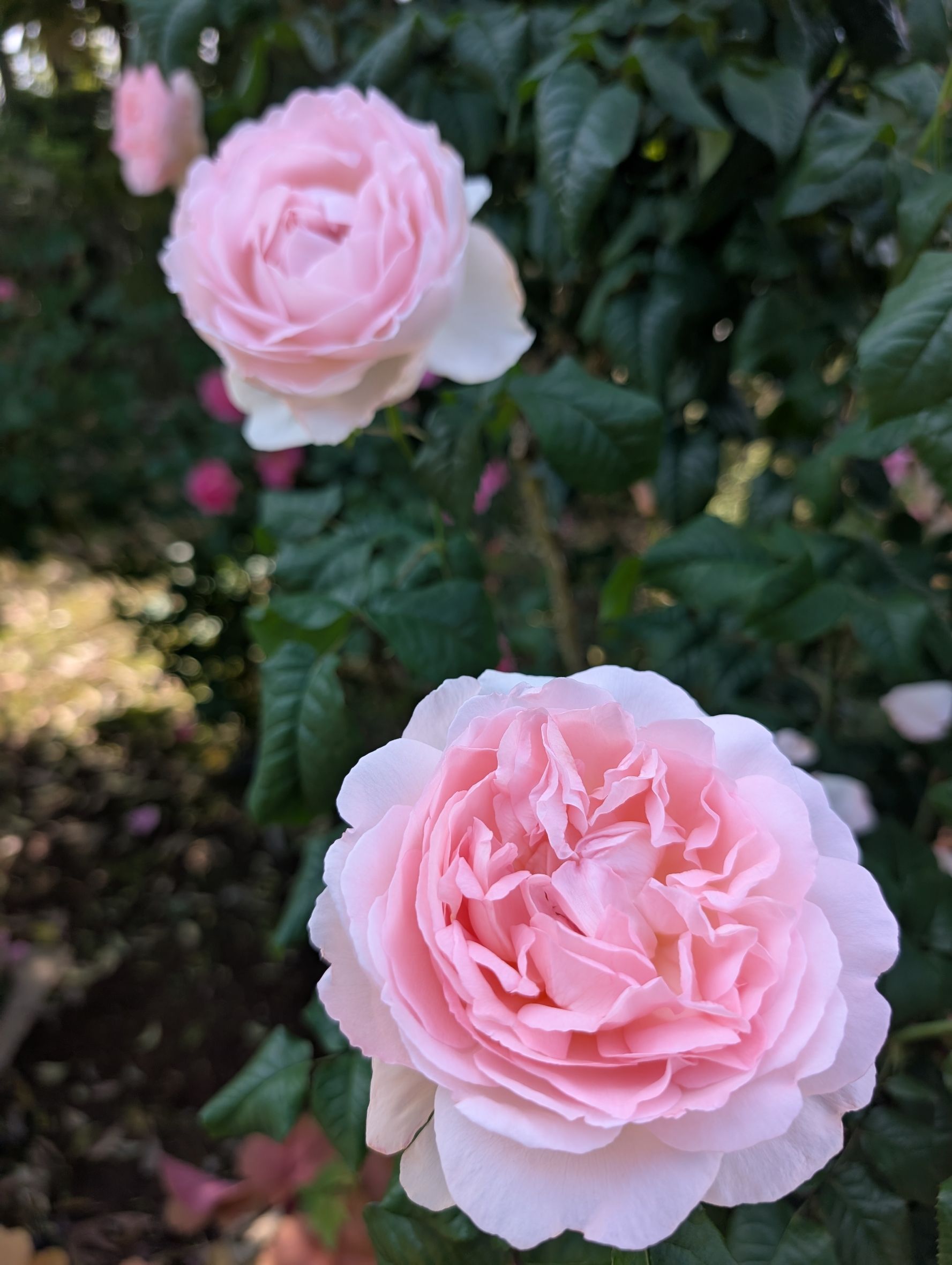 バラの見ごろが続いています。 - 神奈川県立花と緑のふれあいセンター