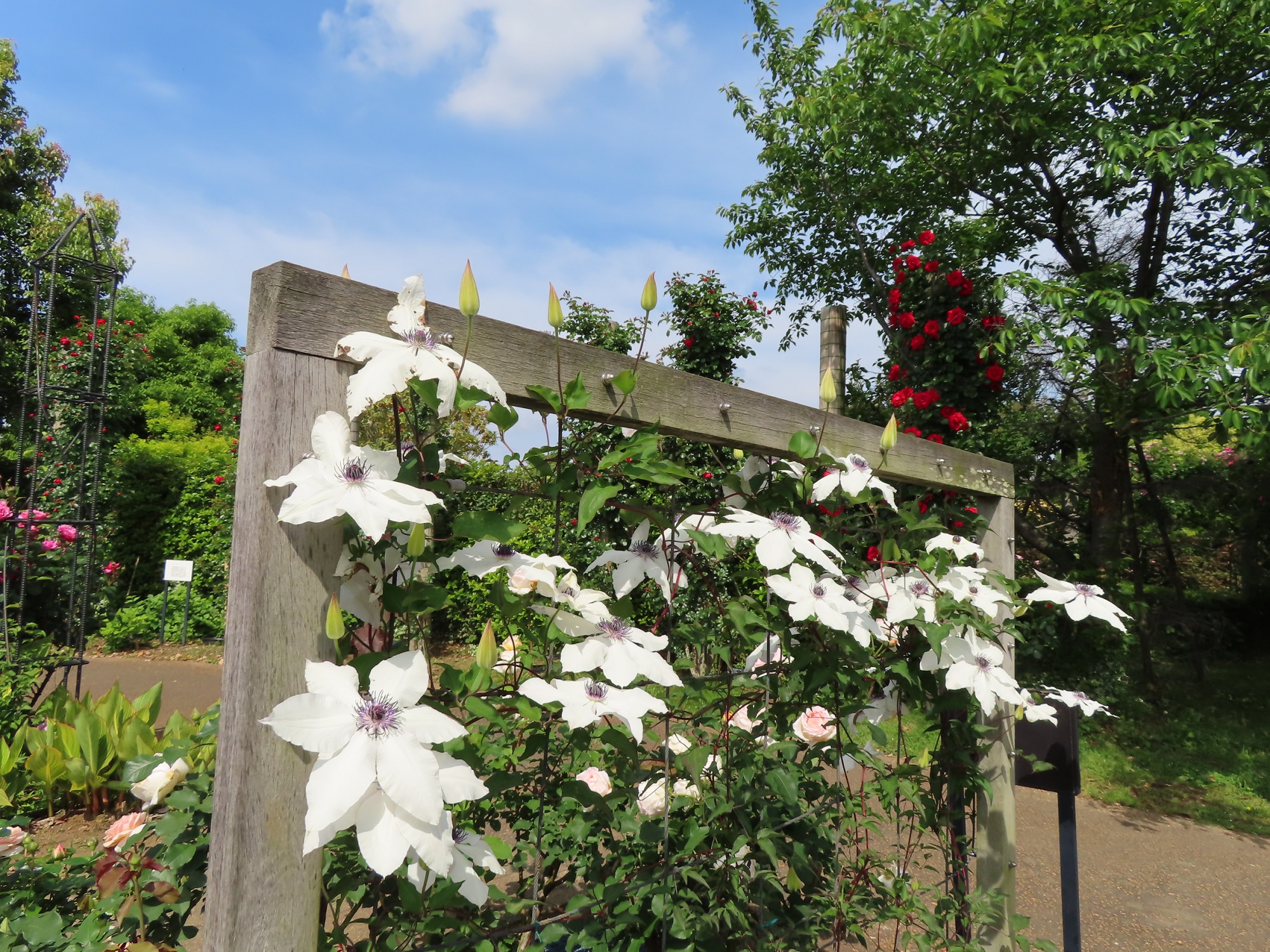 スモークツリー・クレマチス・シモツケ・エゴノキ開花中！ - 神奈川