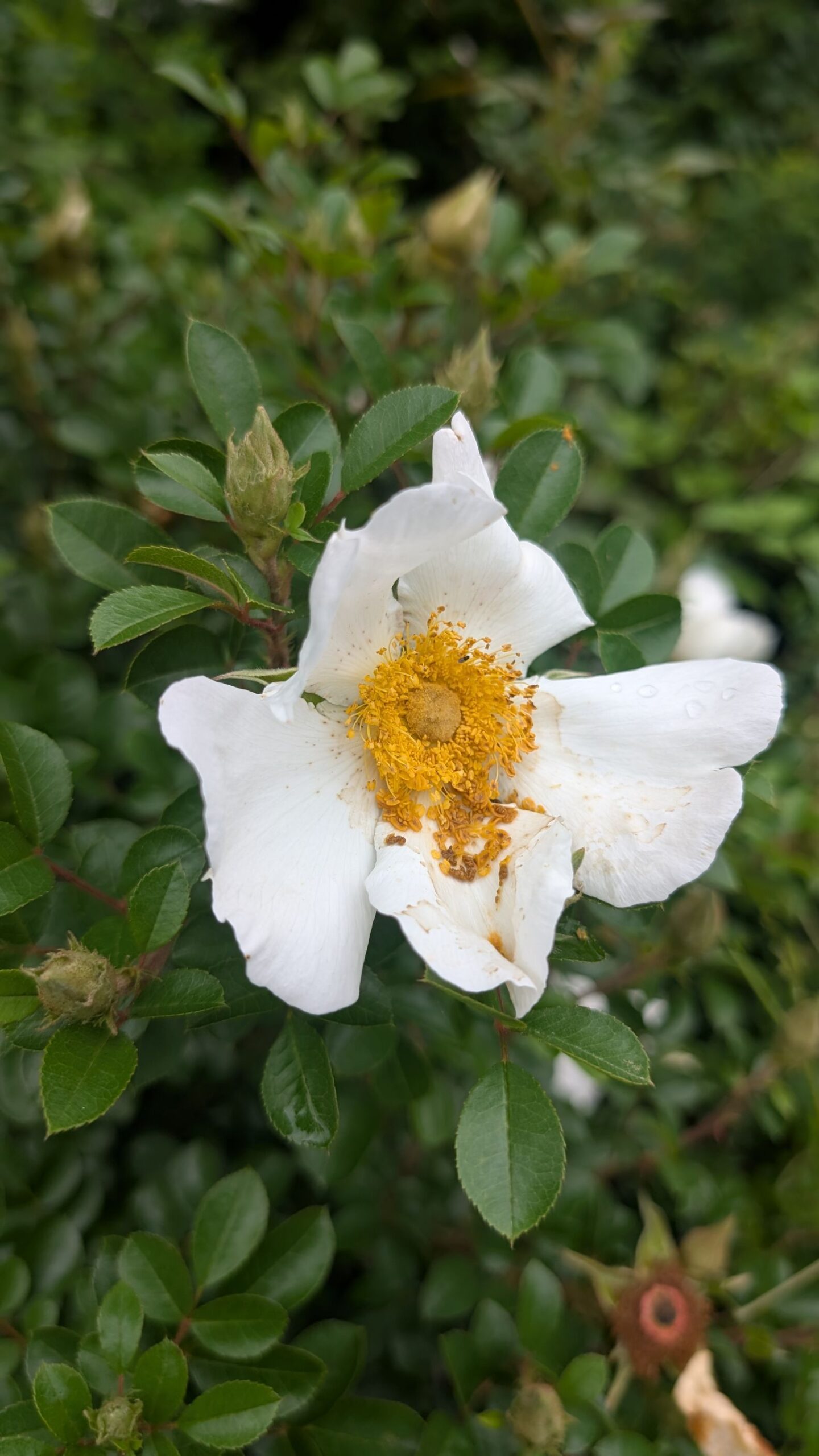 菜の花 菜の花（セイヨウカラシナ）_15412b｜自堕落におれば涼しき二階かな