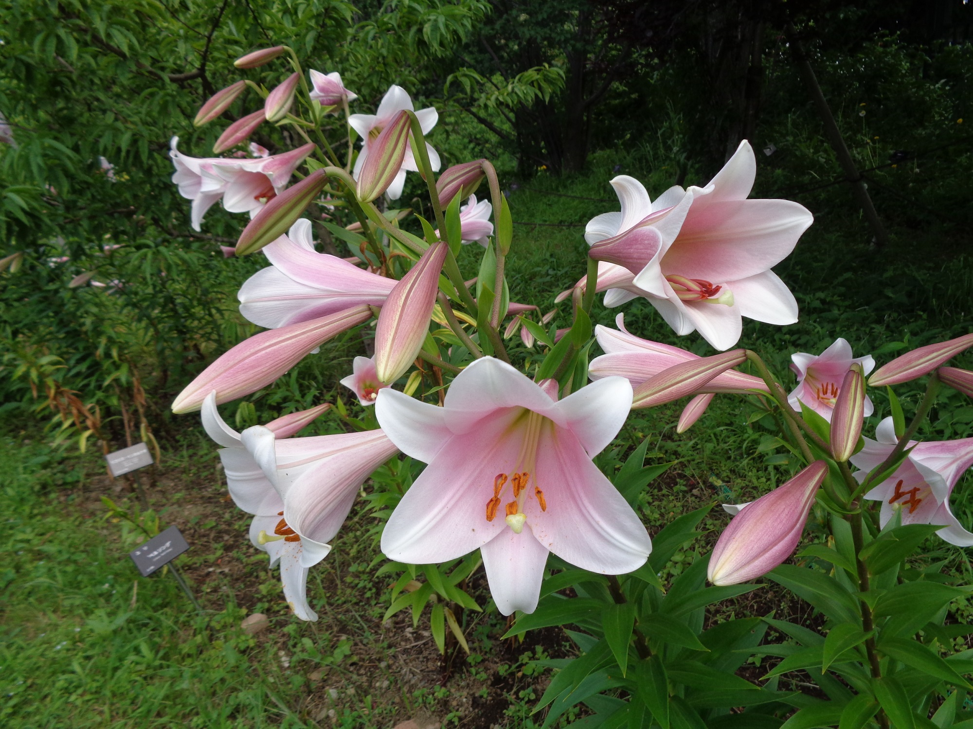 色とりどりのユリ・アナベル・サルビア・オカトラノオが開花中