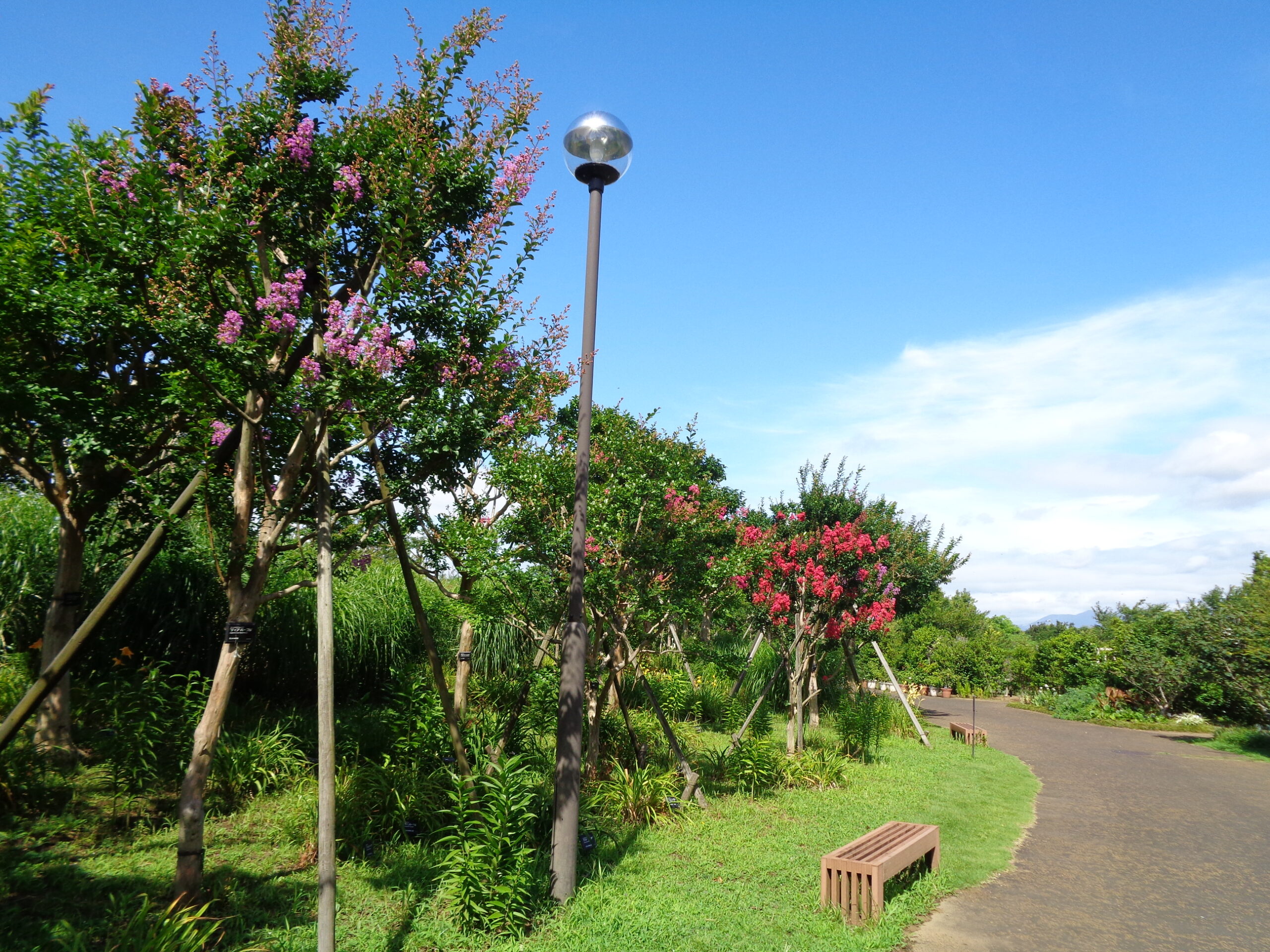 タイタンビカス・ハス・サルスベリが見ごろです - 神奈川県立花と緑の