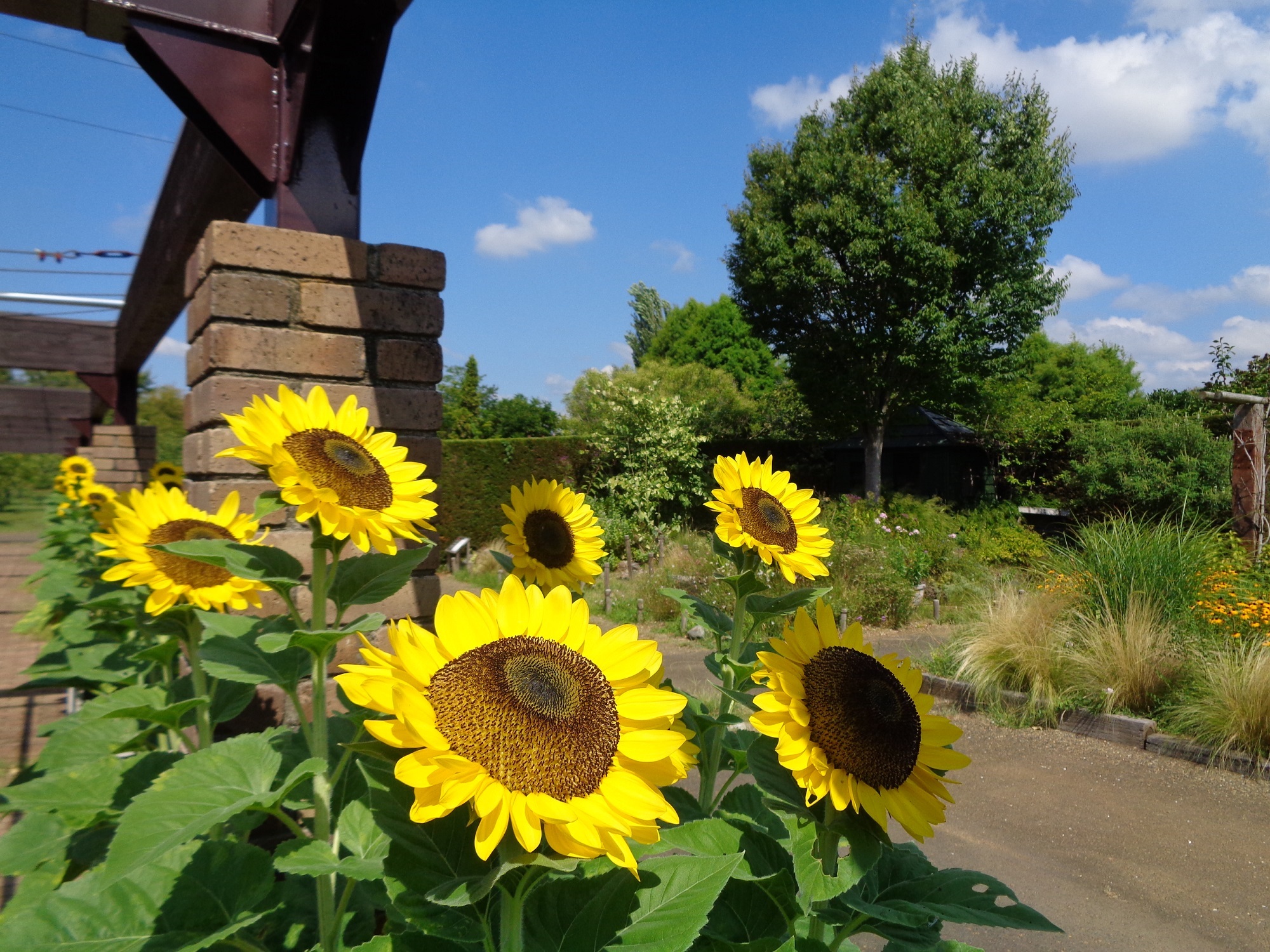 お日様に向かってヒマワリが勢いを増しています‼＆豊かに実った夏野菜