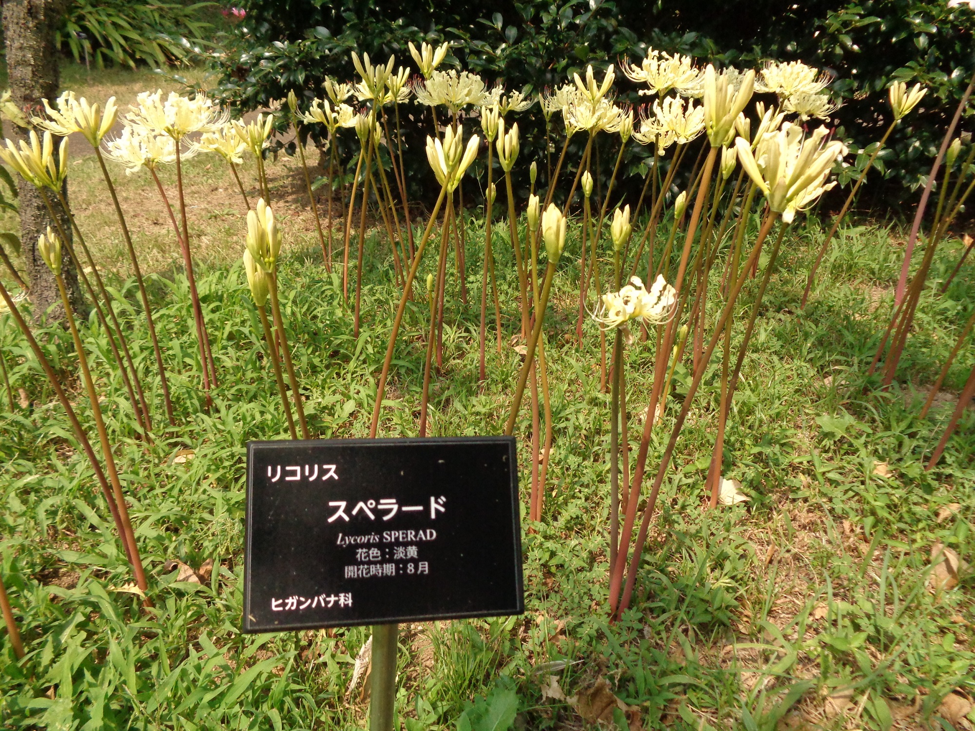 リコリスが次々と開花中!! サルスベリ・パンパスグラス・ナスや