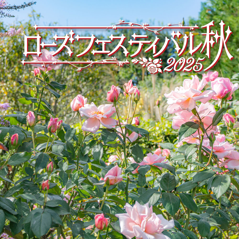 ローズフェスティバル2025～秋～ - 神奈川県立花と緑のふれあい