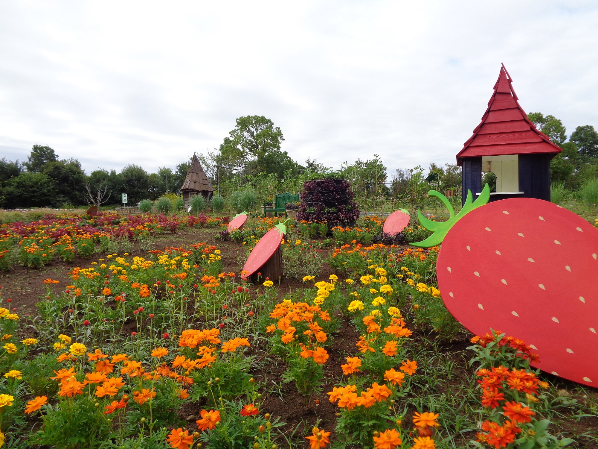 触れん土ファーム》が一気に秋色に！！ハギ（白萩）の花が咲きました