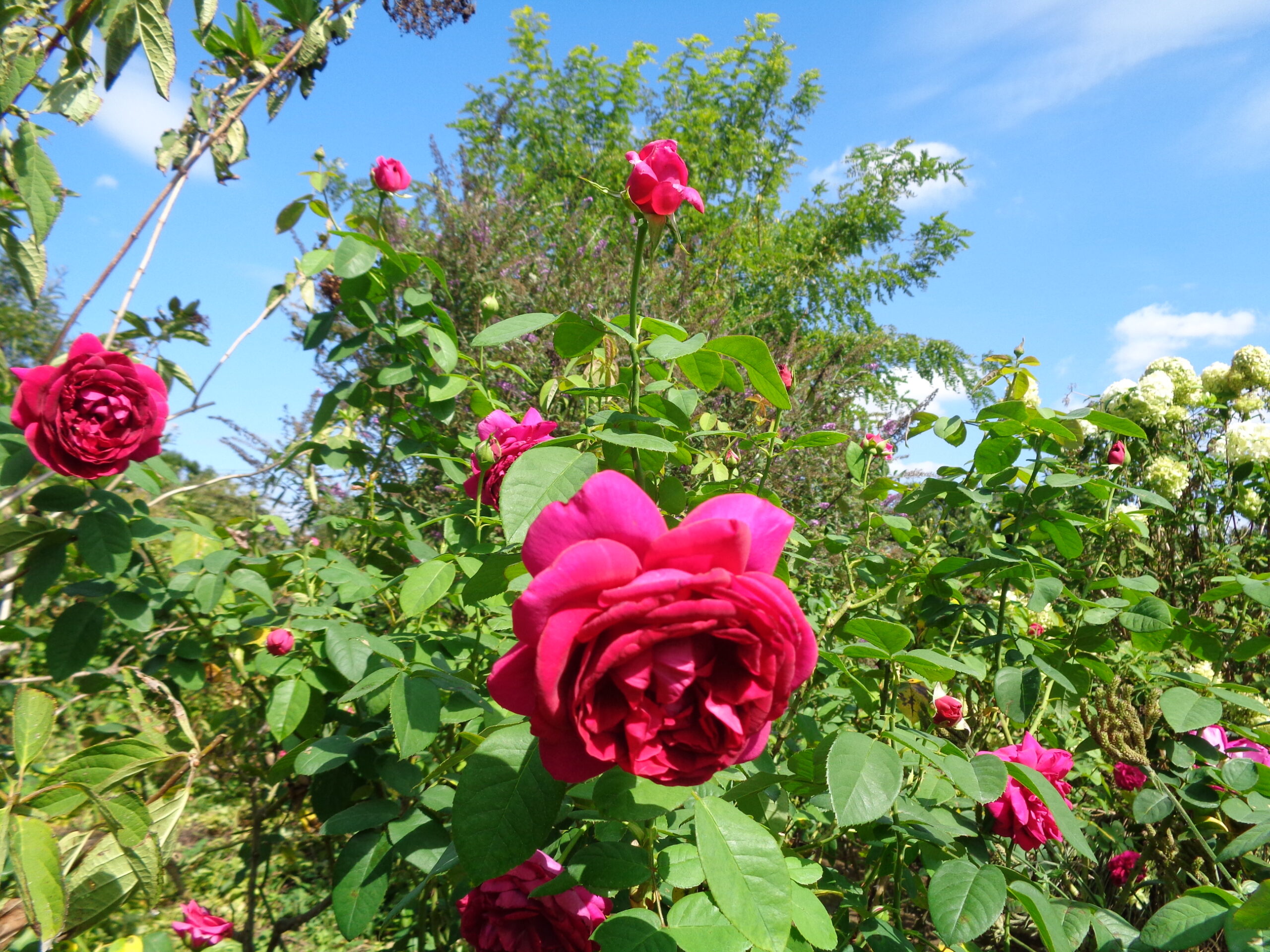 香り漂う・秋バラが続々と咲きはじめました！！ - 神奈川県立花と緑の