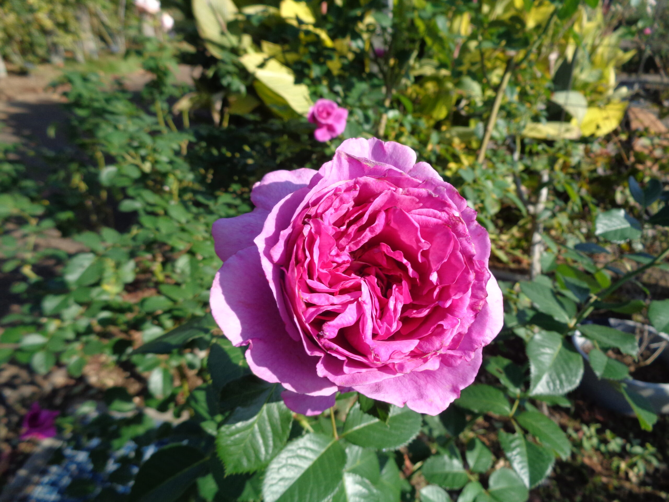 秦森康屯 白バラ 秦森康屯 白バラ 秦森康屯 白バラ Can I Believe in a