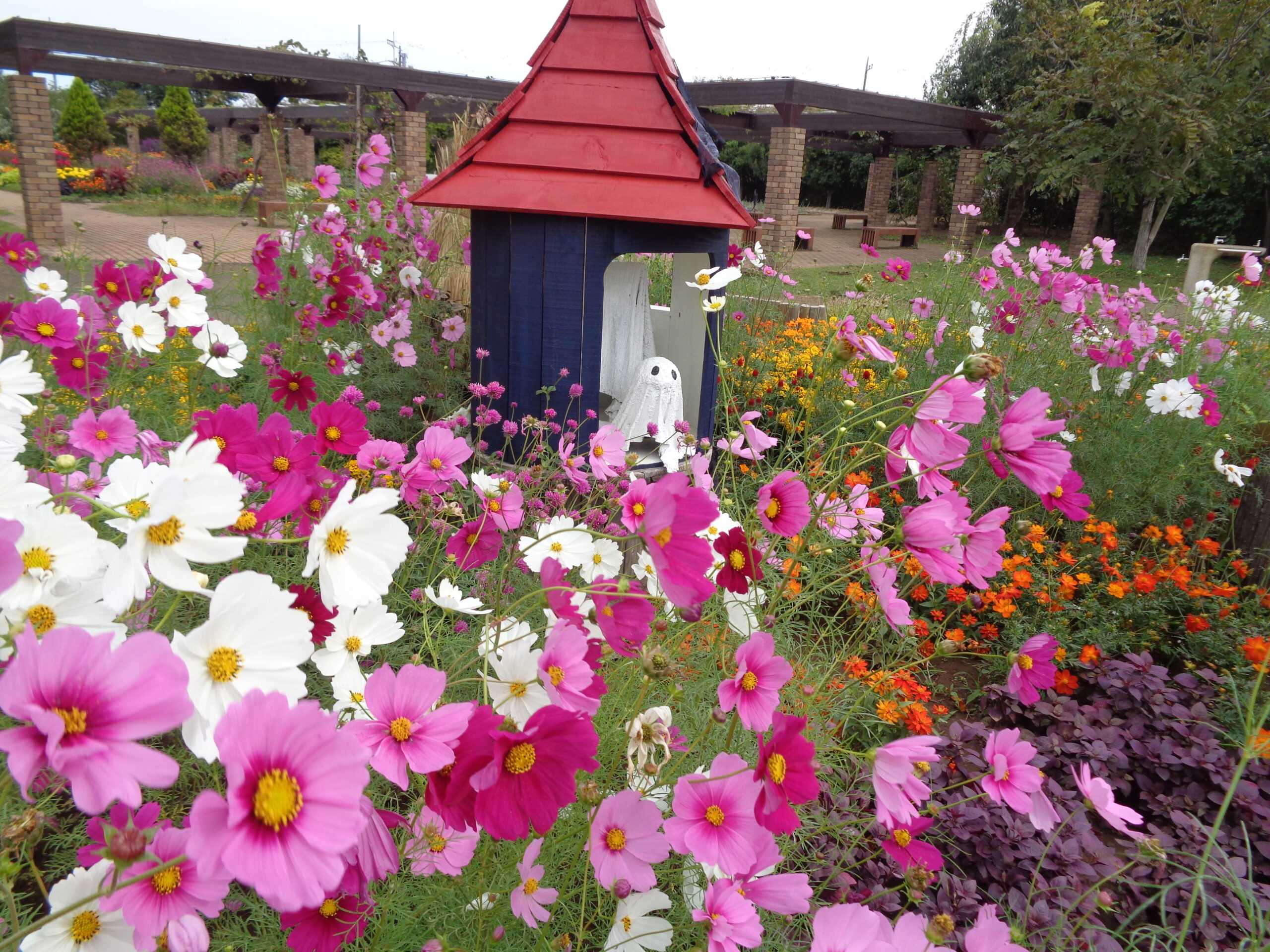 百味菜々　コエランス Amazon.co.jp: 百味菜々 : 本