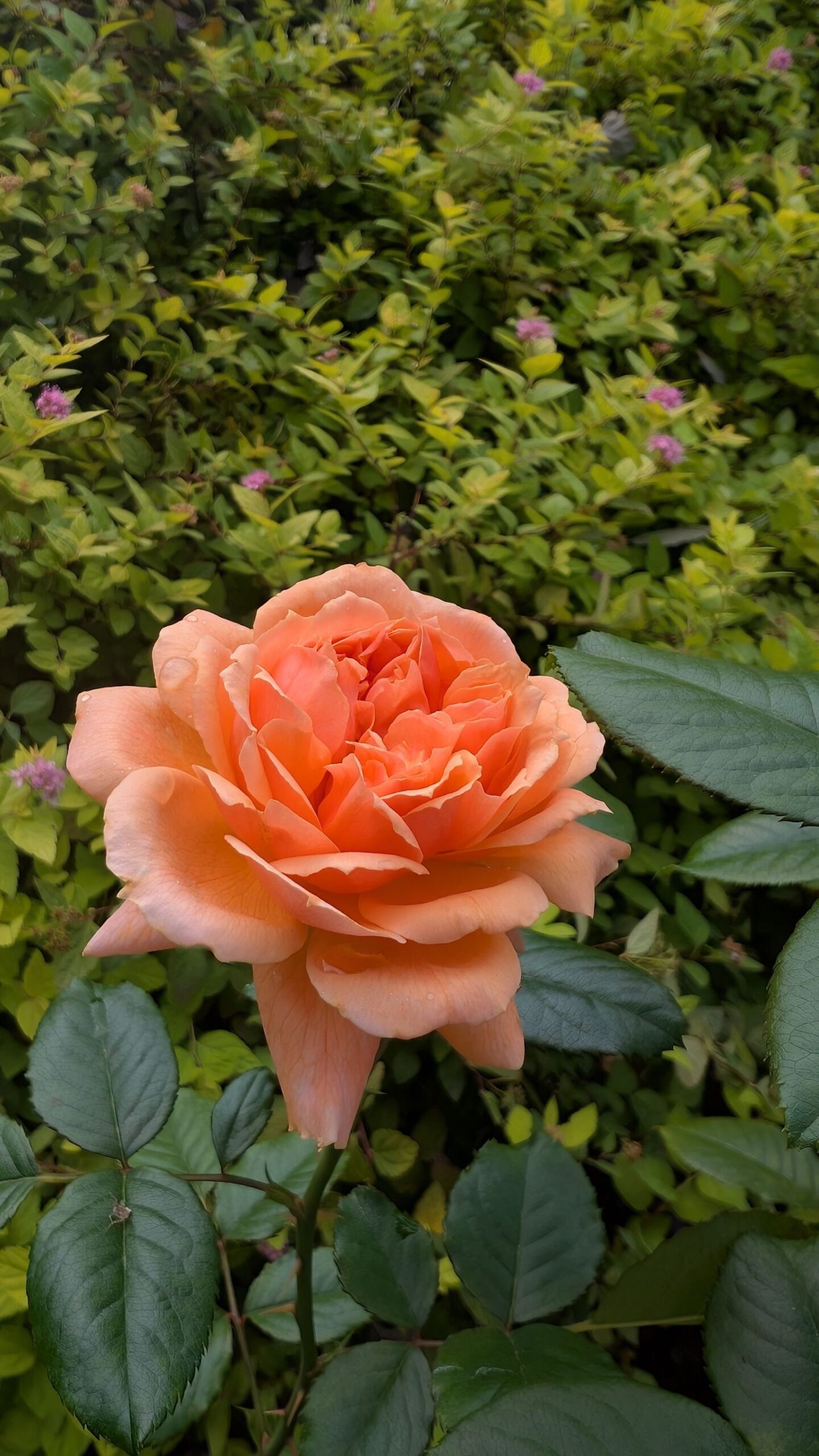 秦森康屯 バラ 秦森康屯 白バラ Yahoo!オークション - 【 秦森 康屯