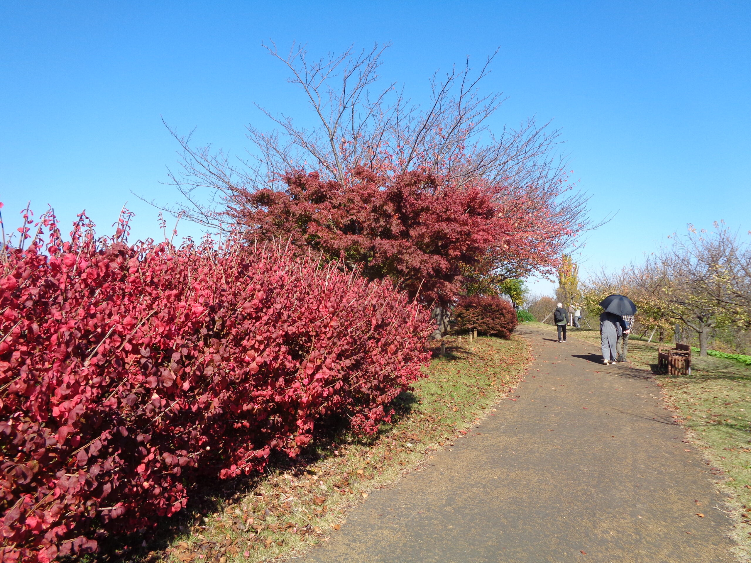 香るバラ・深まる紅葉・パンジーの植栽が完成しました！ - 神奈川県立