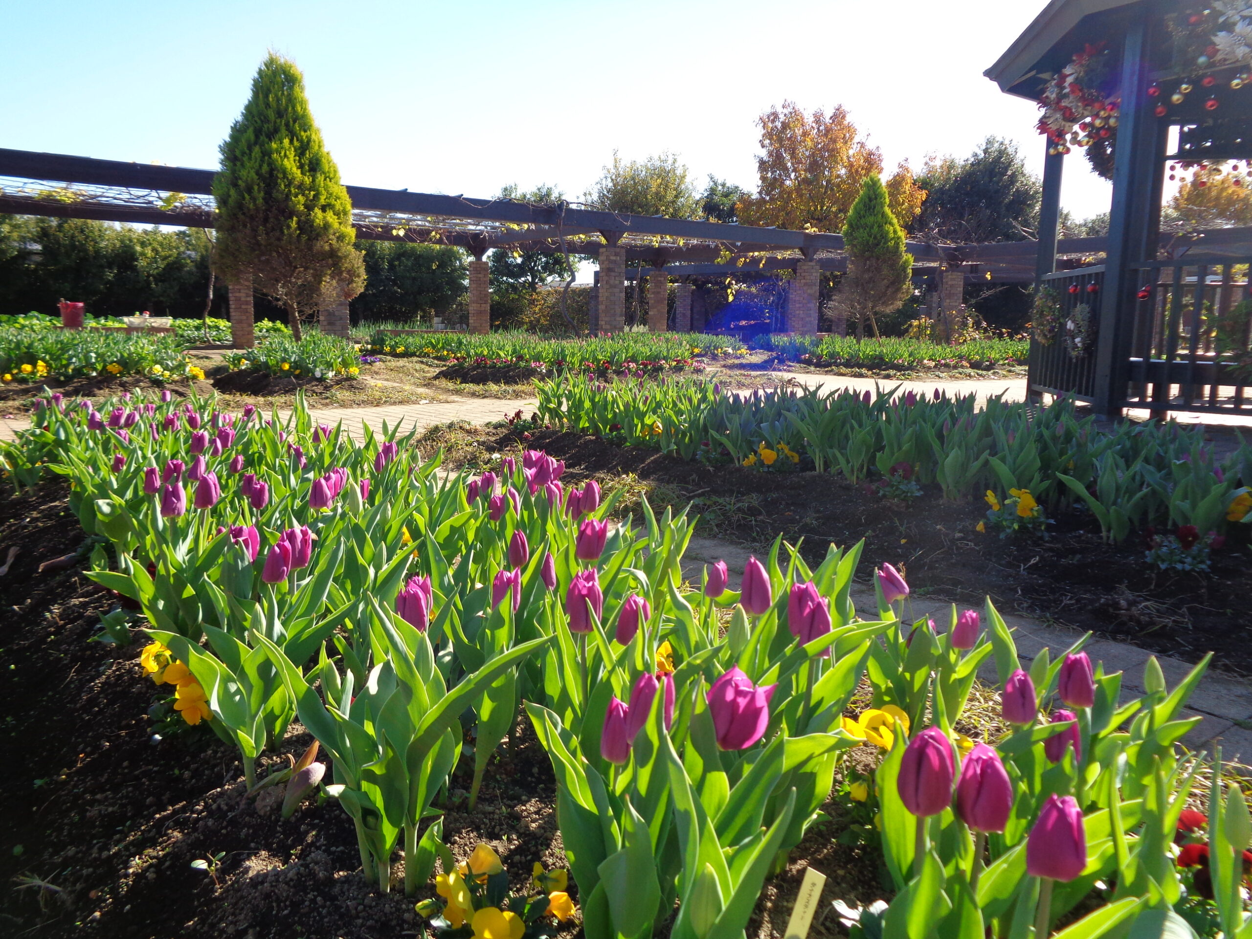 アイスチューリップ・サザンカ・ナチュラルリース🎄の展示