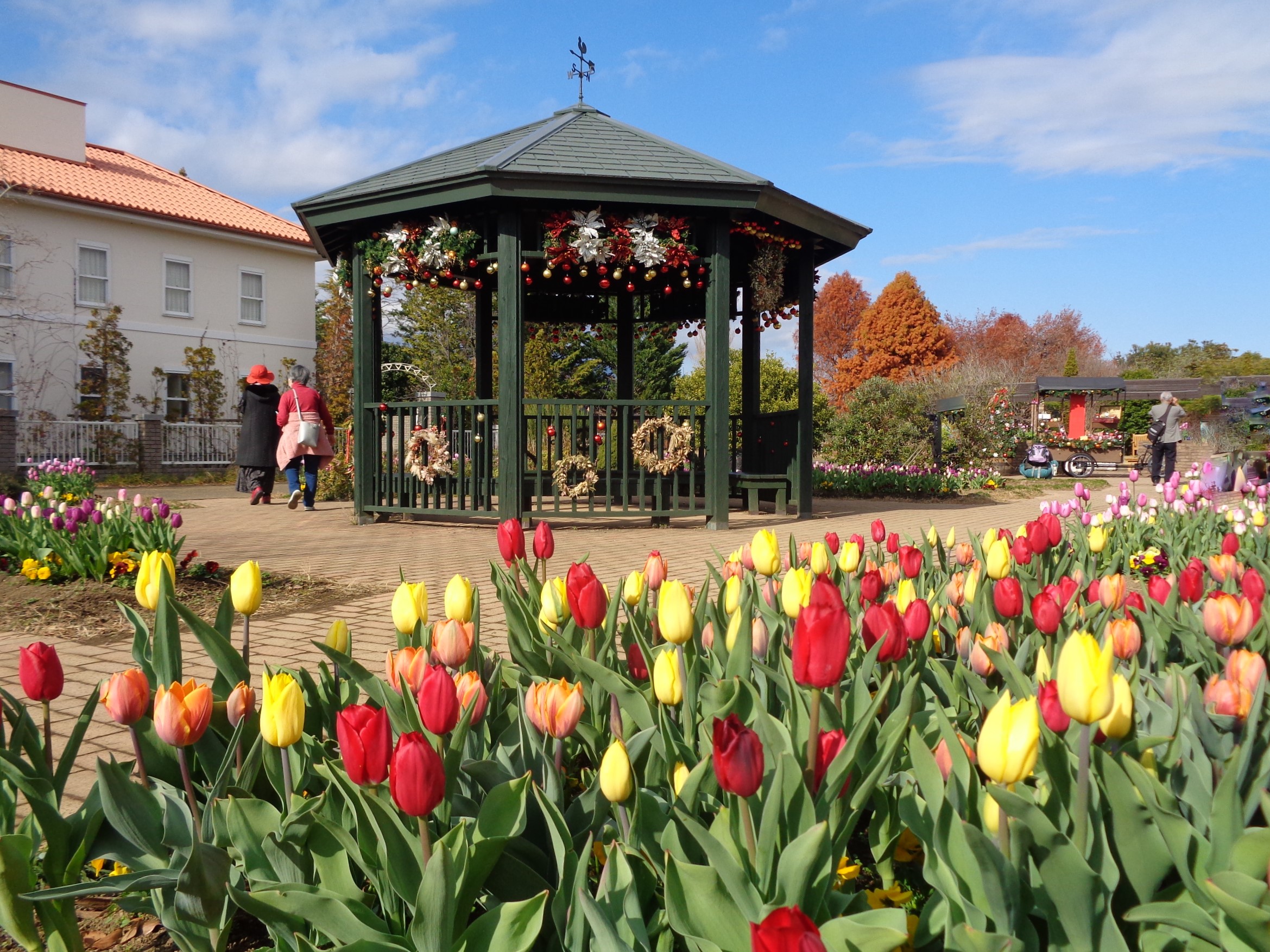 満開のアイスチューリップ！！スイセン・ナノハナが咲き始めました