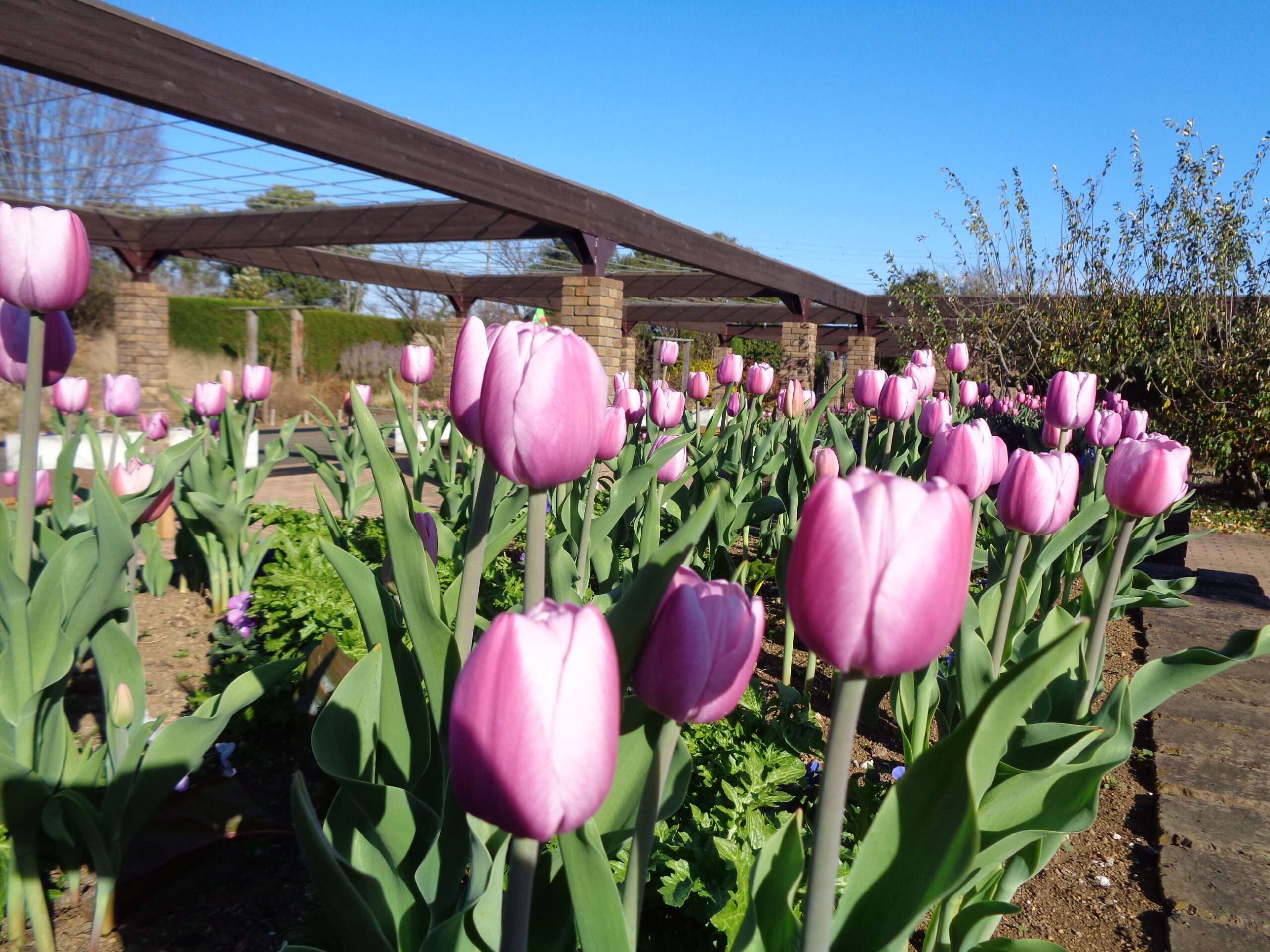 アイスチューリップ＆Xmas🎄✨デコレーションが見ごろ！・サザンカ開花