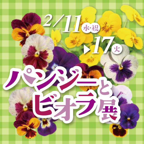 パンジーとビオラ展 - 神奈川県立花と緑のふれあいセンター 花菜ガーデン