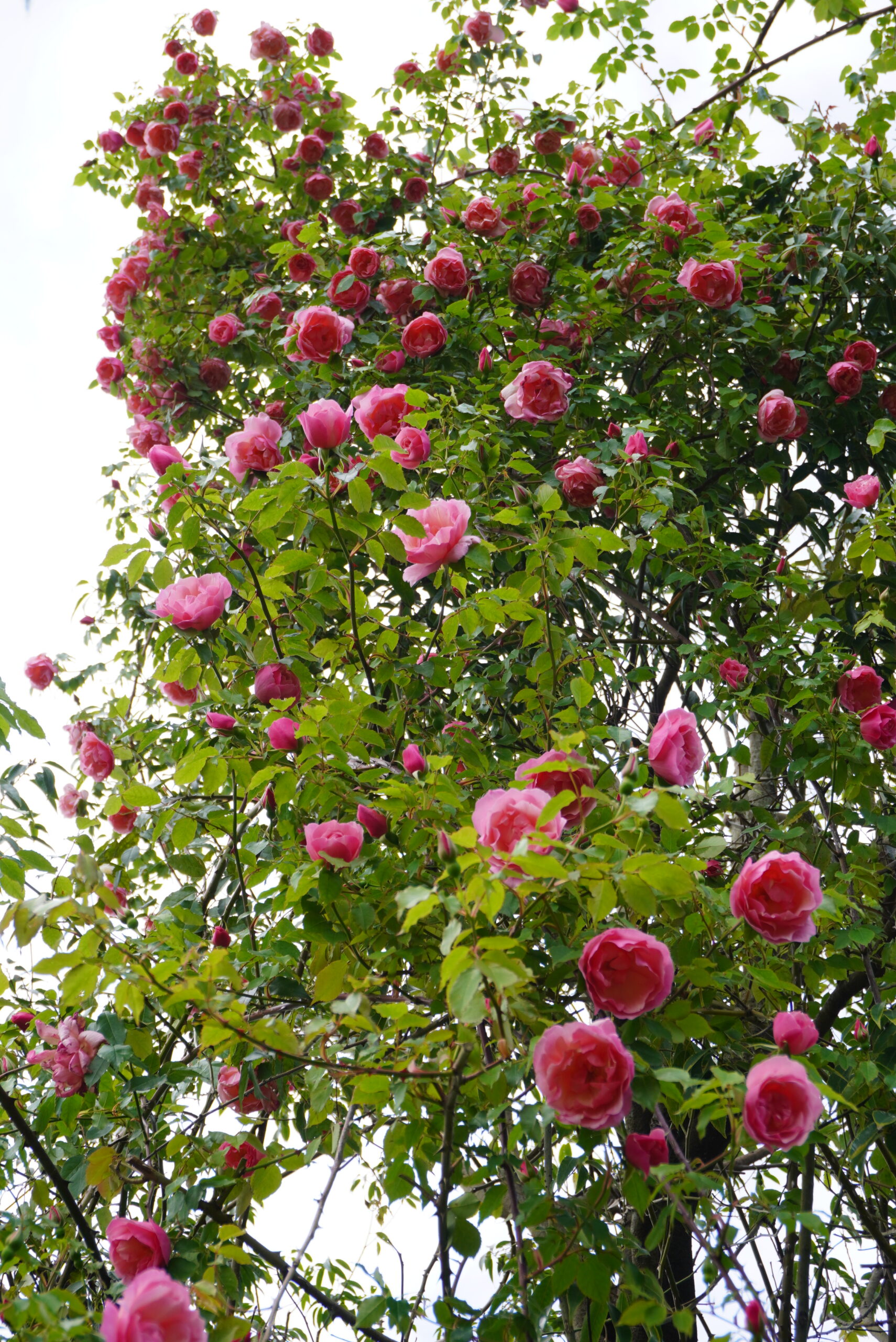 バラが咲き始めています - 神奈川県立花と緑のふれあいセンター 花菜