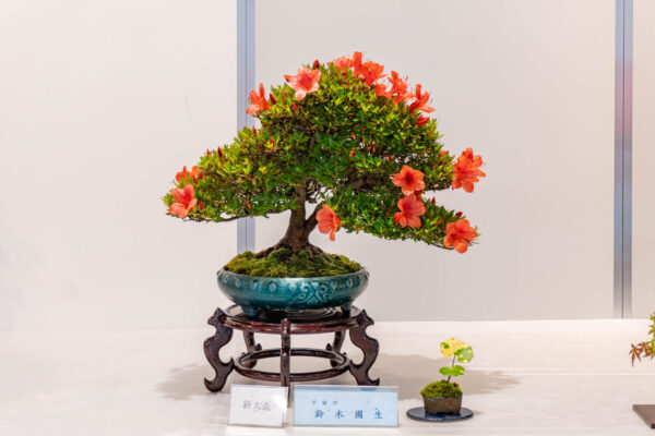 第46回さつき花季展示会 - 神奈川県立花と緑のふれあいセンター 花菜