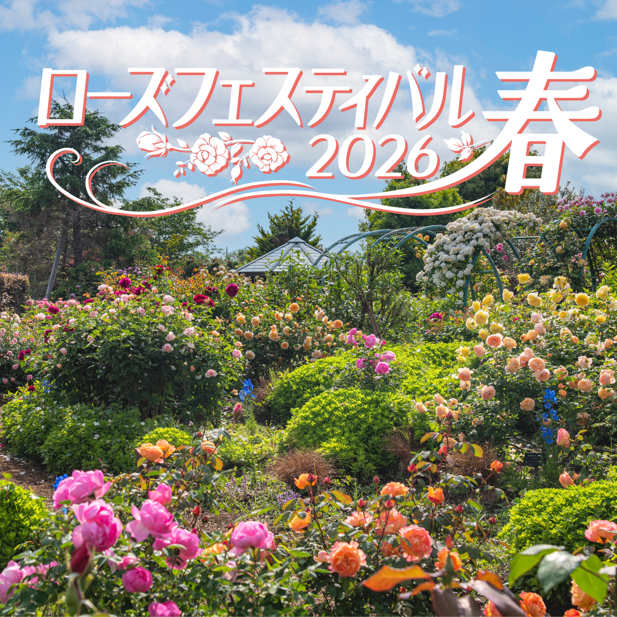秦森康屯　山茶花 「展覧会カタログに掲載」 DSC_5140_sq.png