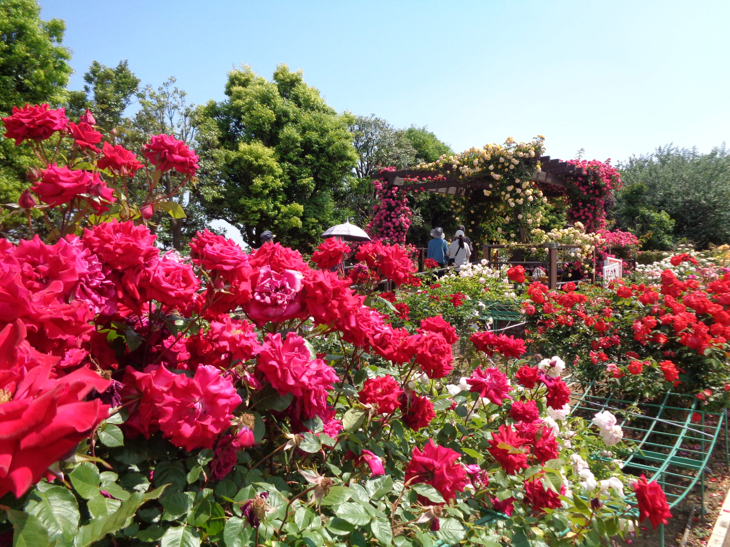 鉢バラも見ごろ・【薔薇の轍】はローズパーティー真っ最中
