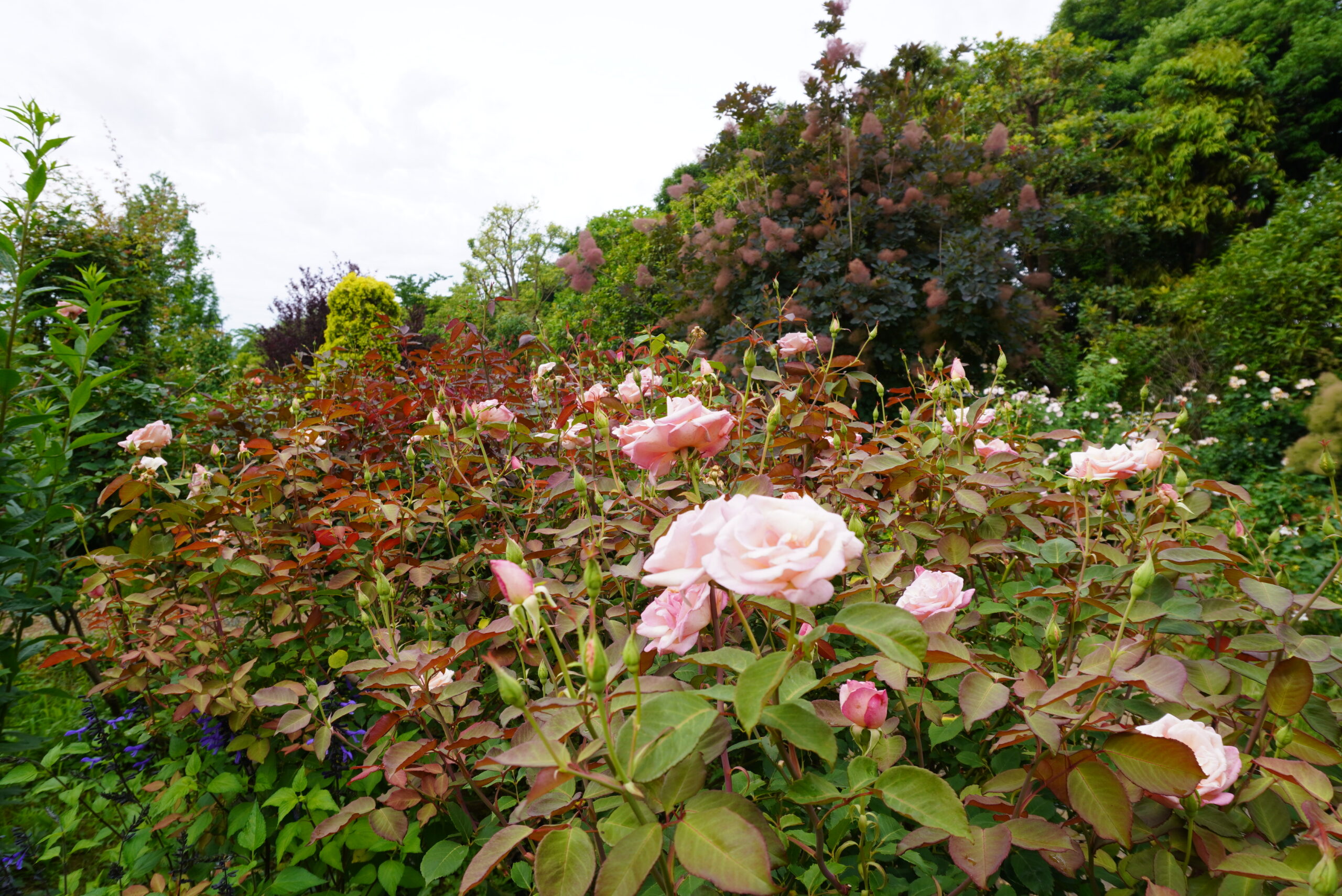 布花_ バラとアジサイ アジサイと一緒にバラが楽しめます - 神奈川県立花と緑のふれあい