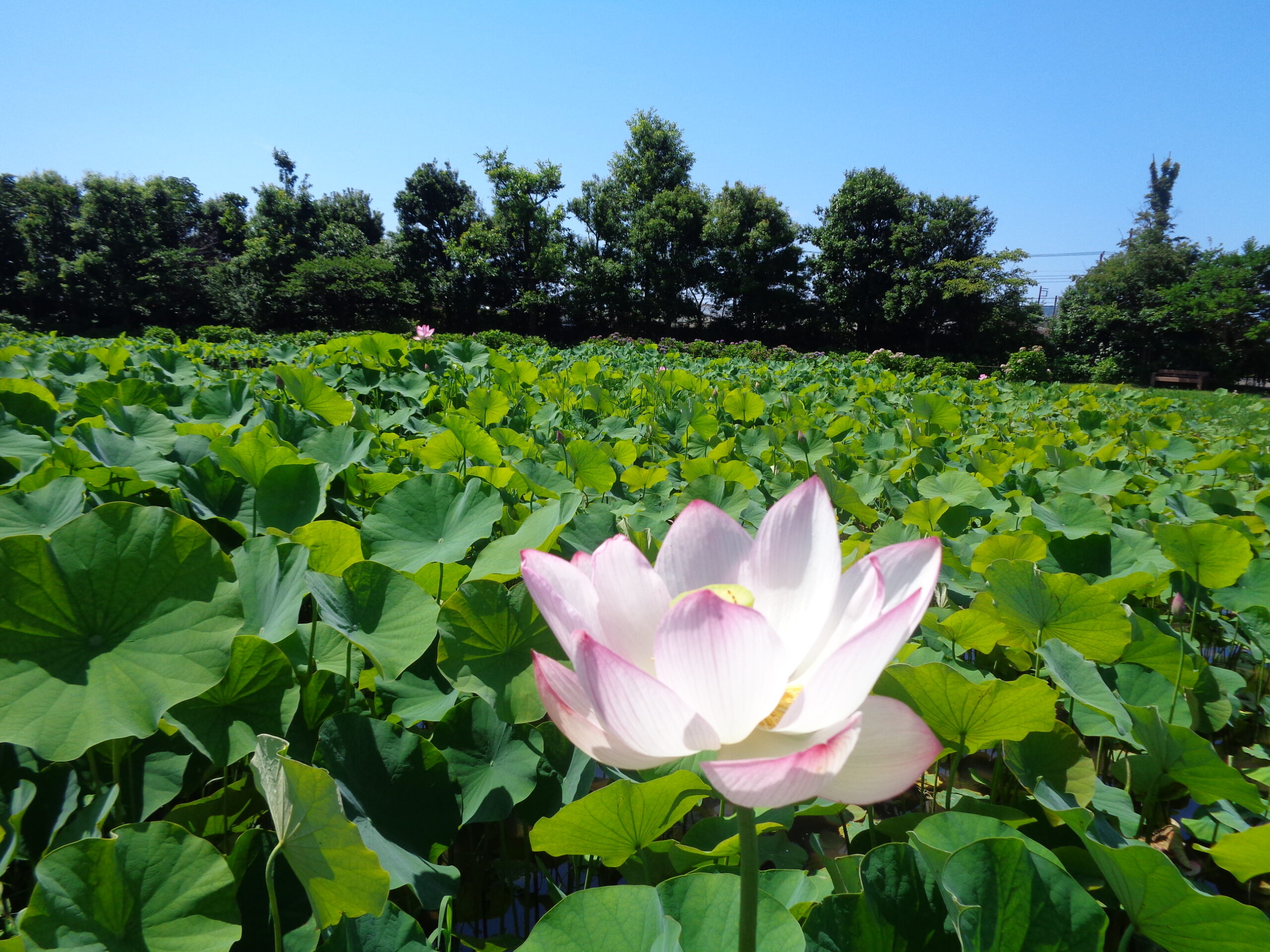 ハスが咲き始め！・タイタンビカス・ムクゲが見ごろ - 神奈川県立花と